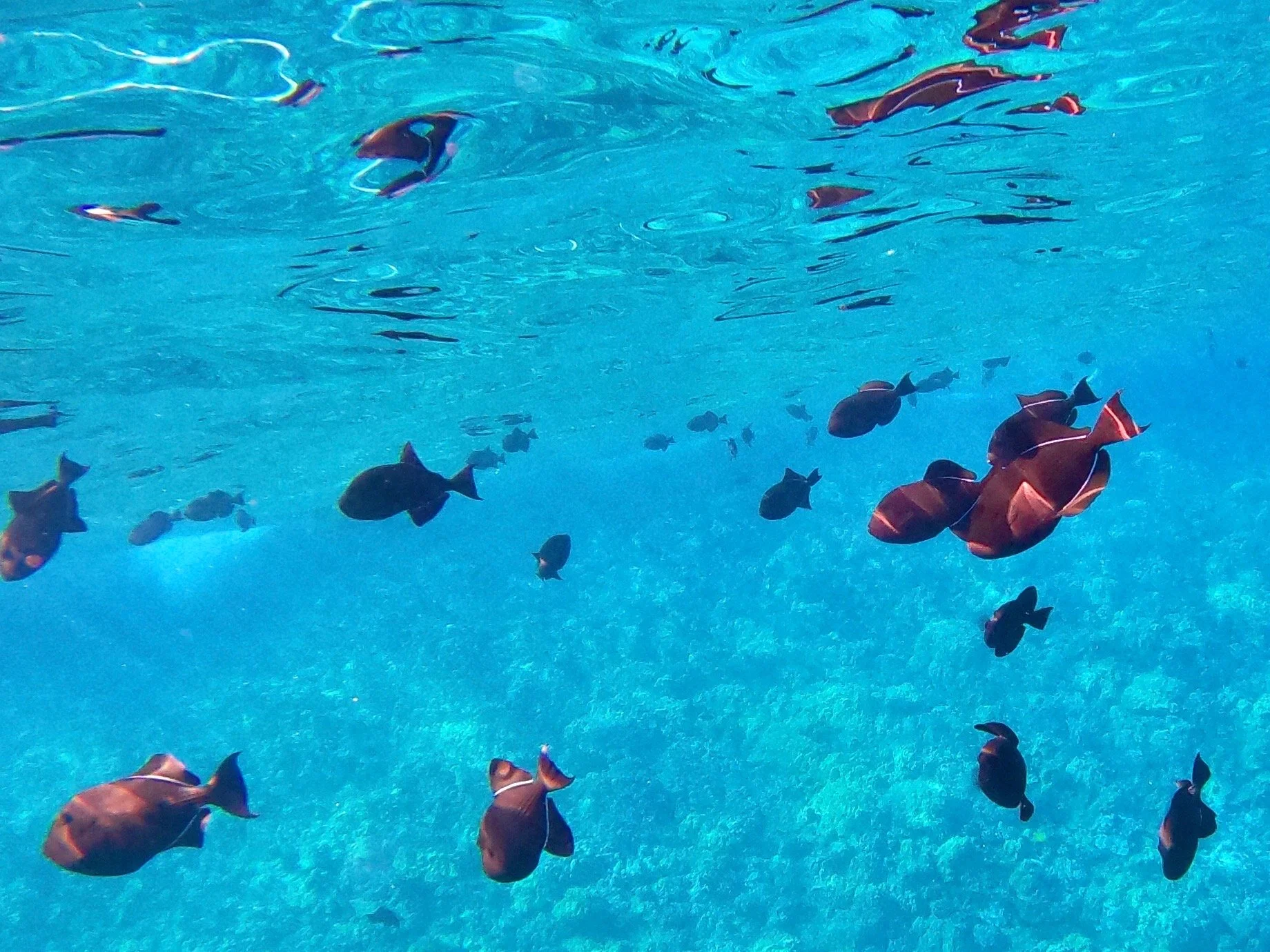 pesce (magari prima di mangiare?)