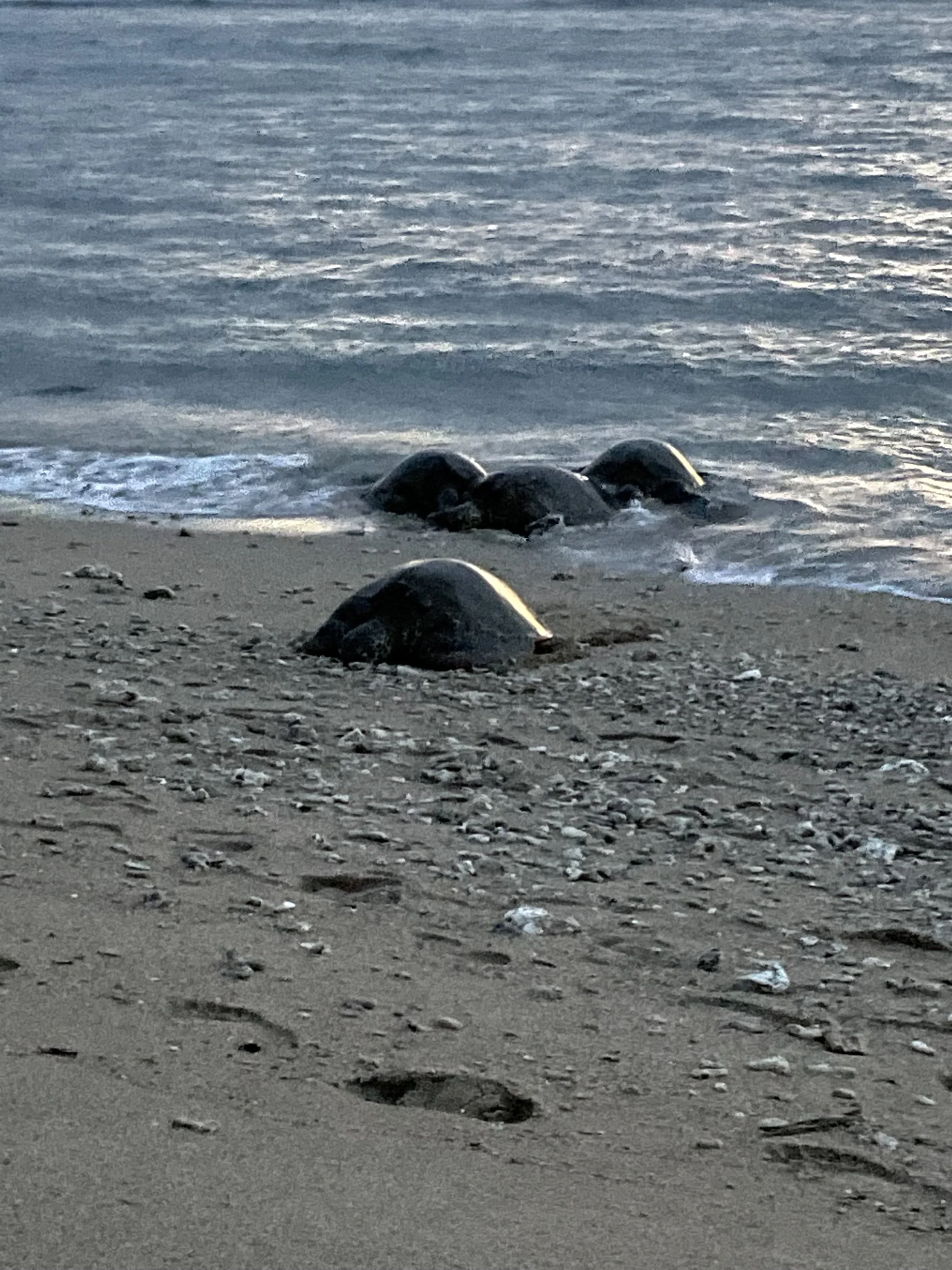tartarughe che vengono sulla spiaggia a notte a dormire