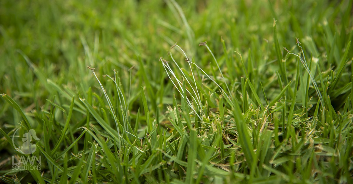 Closeup of buffalo lawn with seed heads showing