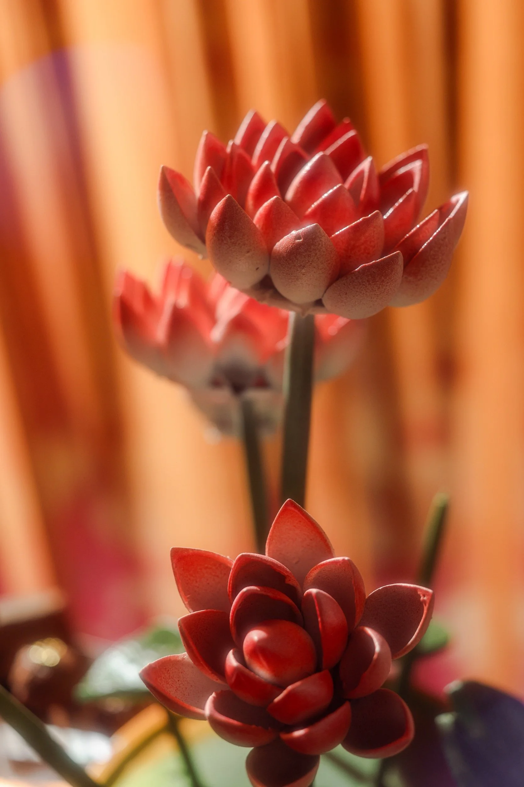 Close-up of three red and pink succulent flowers with pointed leaves, with a blurred warm-colored background.