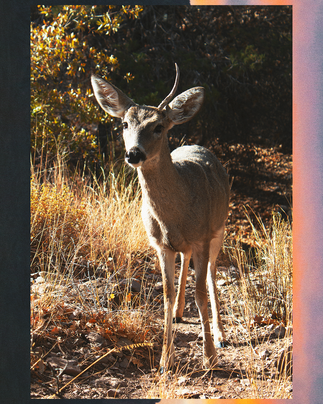 Photo collage, Big Bend (2025)