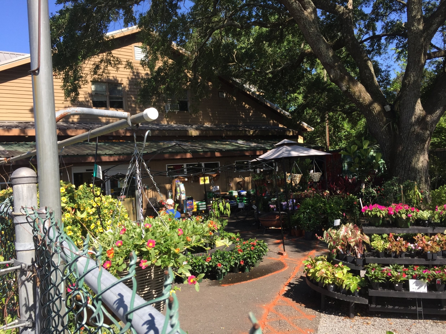   Plants, Hanging Baskets, Shrubs and Trees  