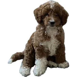 A cute brown and white puppy with curly fur sitting and looking at the camera.