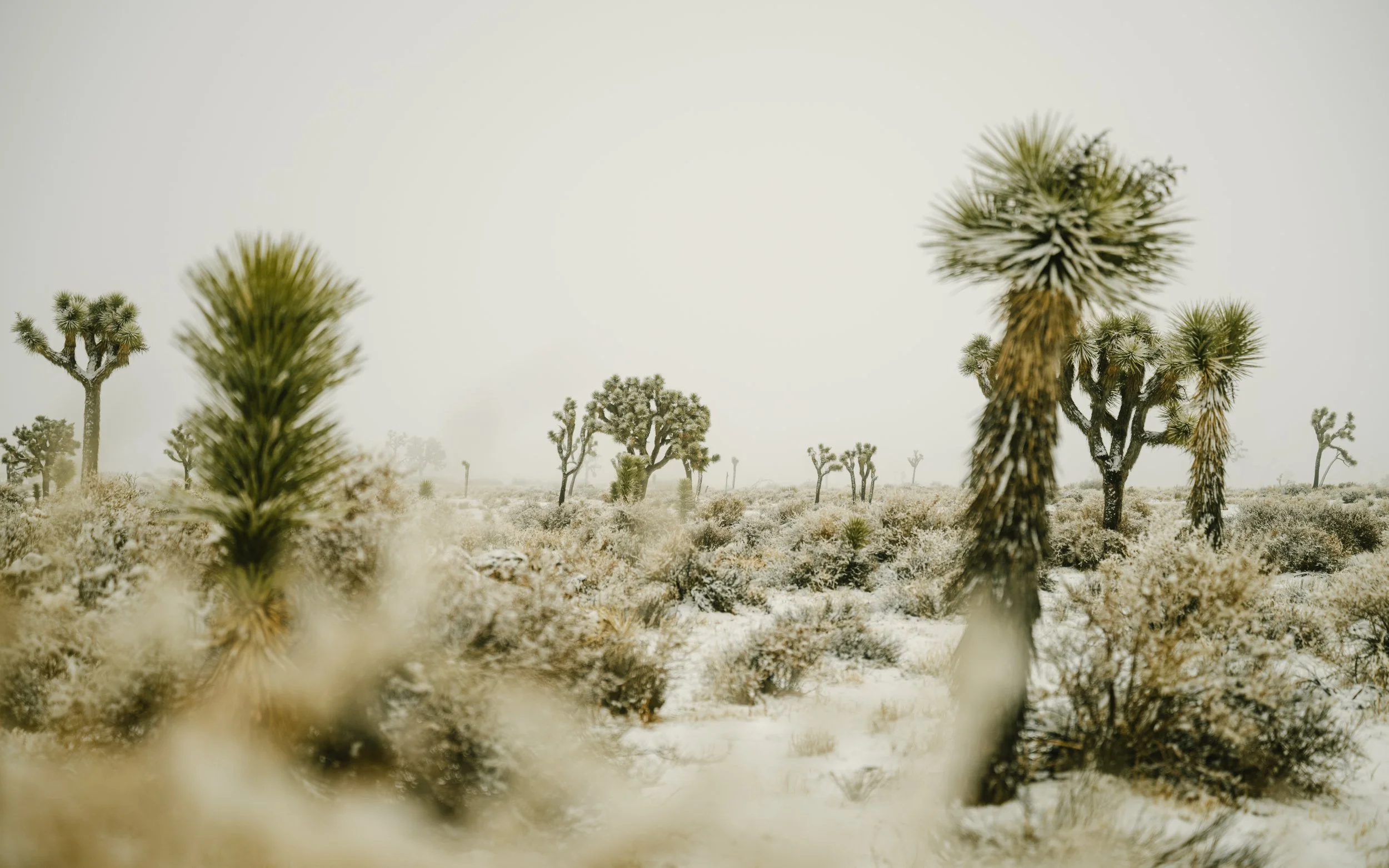 Joshua Tree - Palm Springs