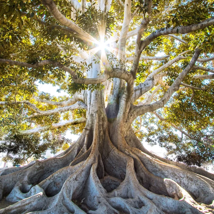 Image showcasing Retreat Guru: Find & Book Top Healing & Wellness Retreats