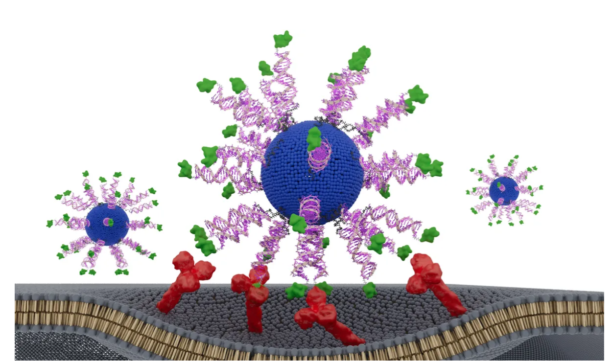Cancer vaccine shows promise against HPV-related throat tumors in early study