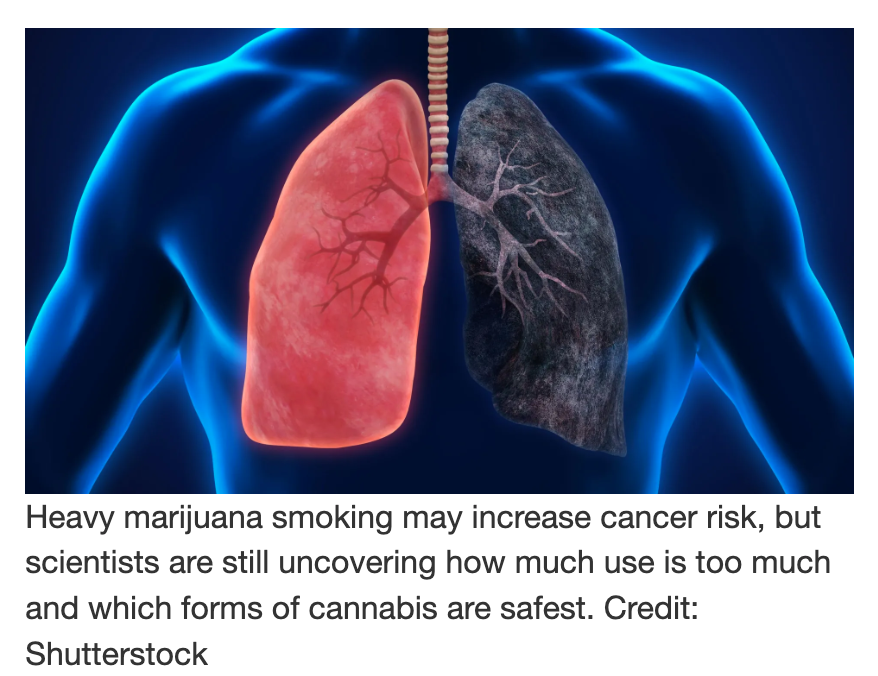 Heavy cannabis smoking and head and neck cancer: what does the research tell us?