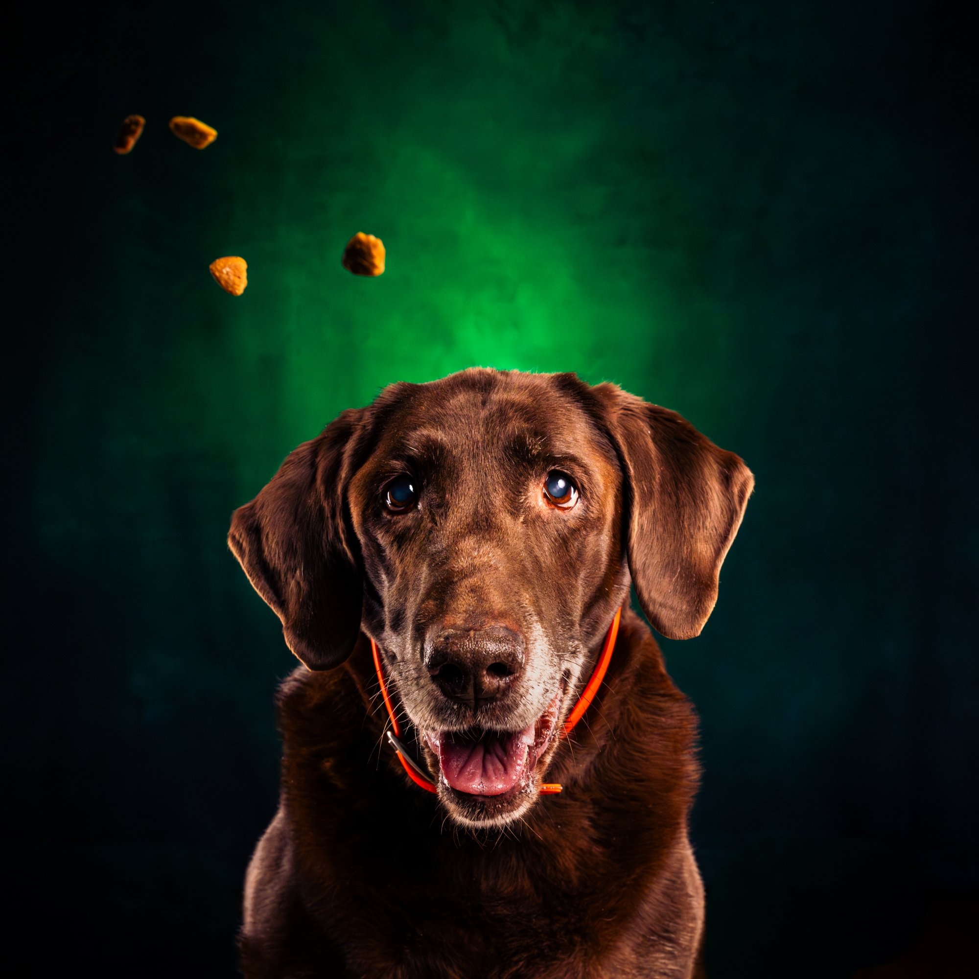 Including Your Furry Friends in Your Detroit Wedding: Tips from a Local Photographer