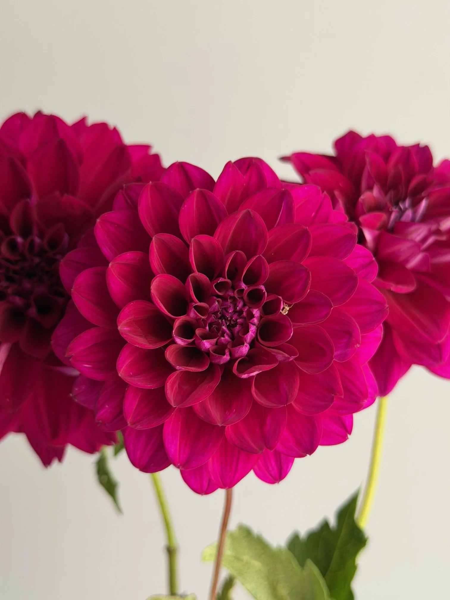 Dahlia Lyndsay