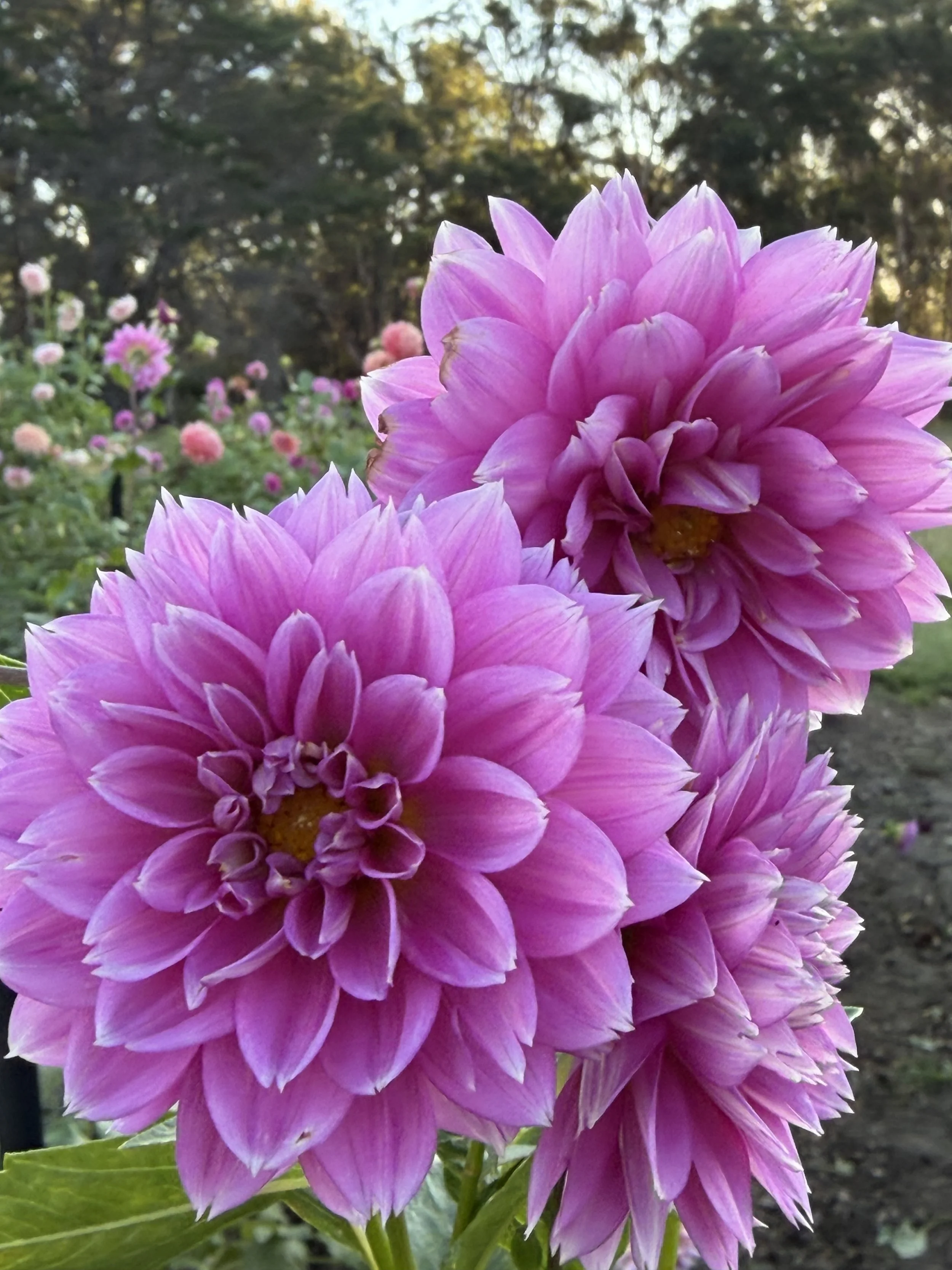Florelie Tutu