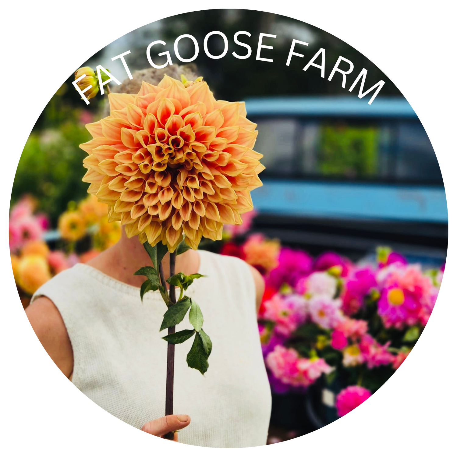 Fat Goose Farm 