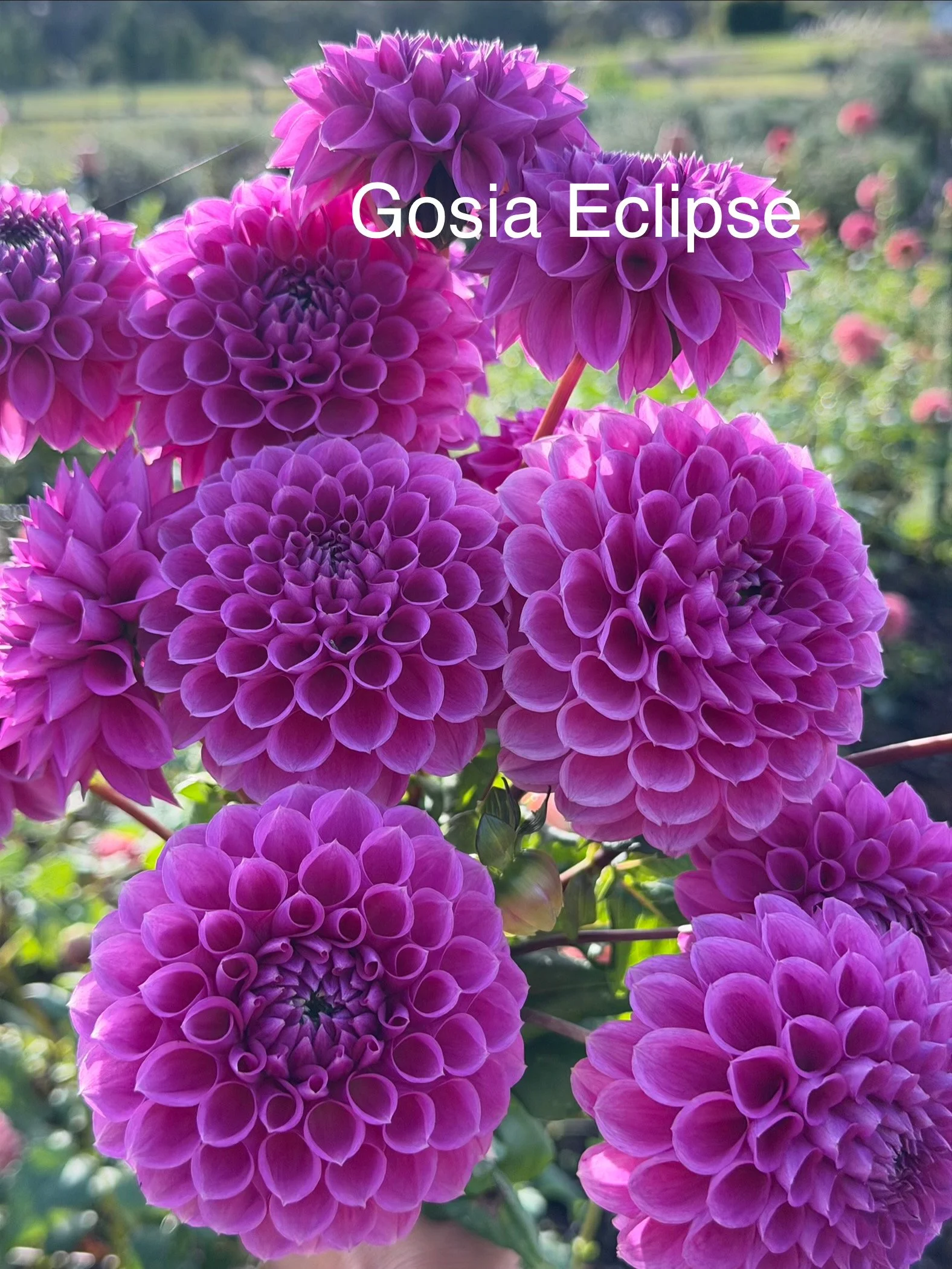 Gosia Eclipse