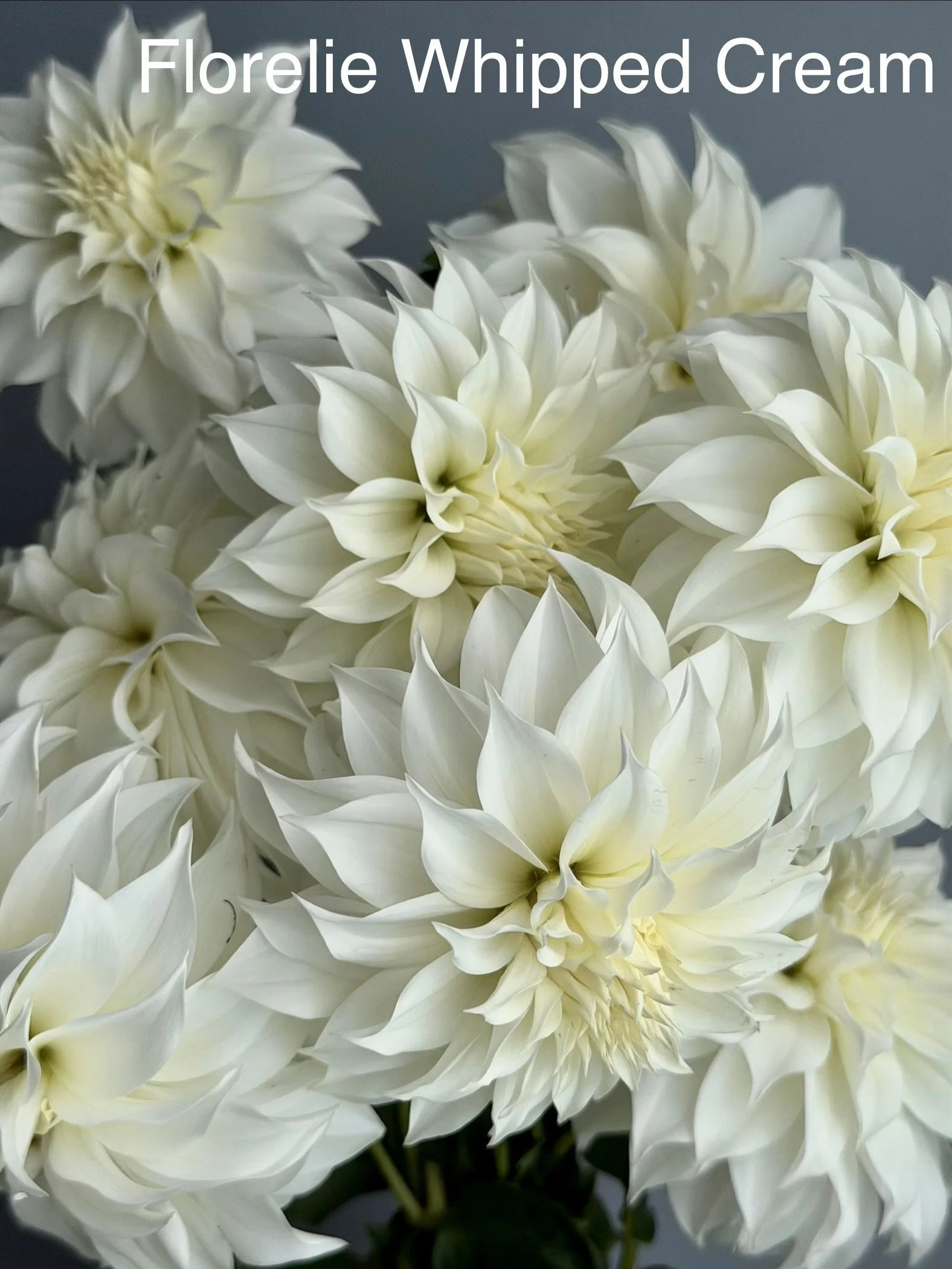 Florelie Whipped Cream