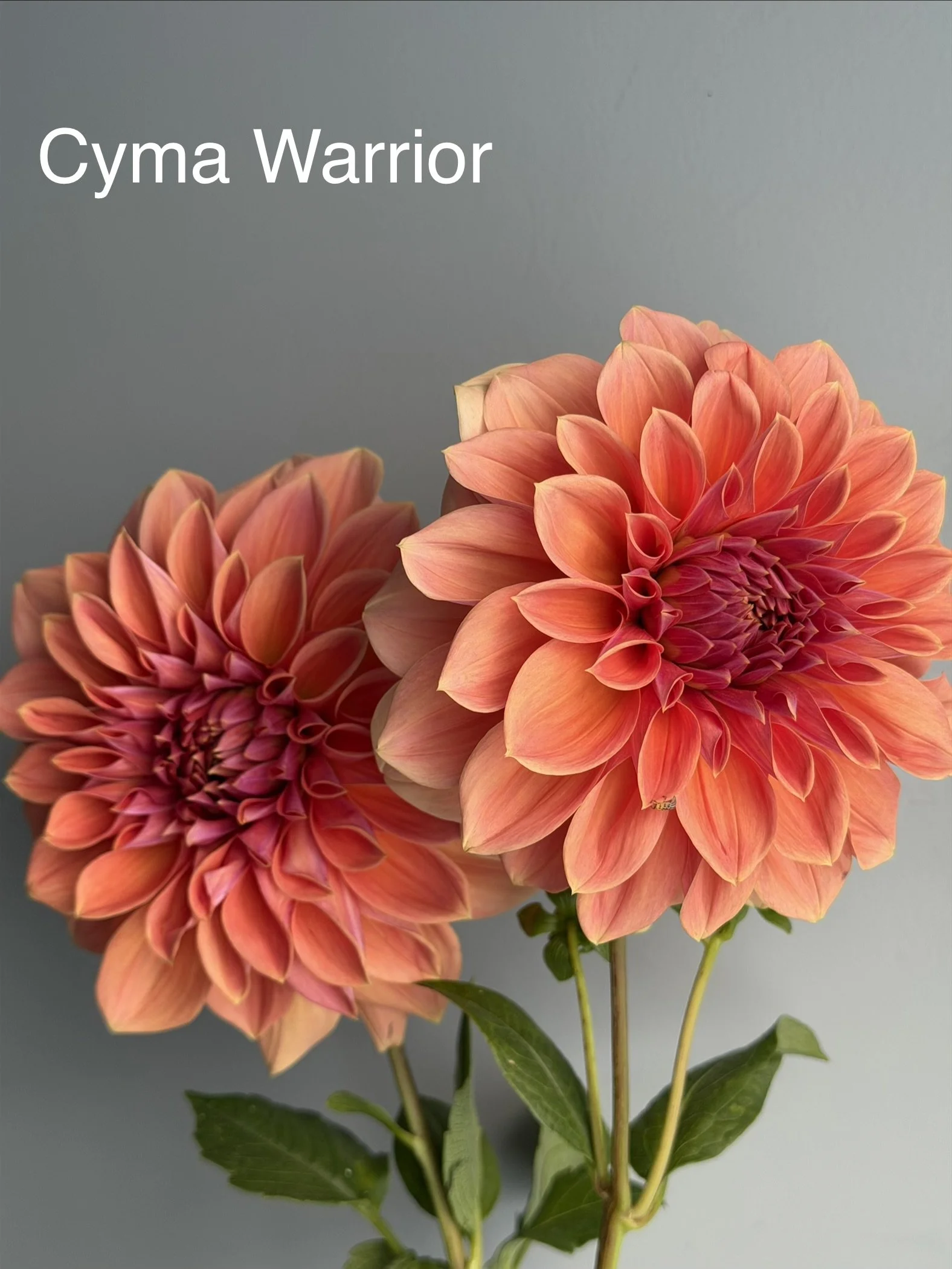 Cyma Warrior