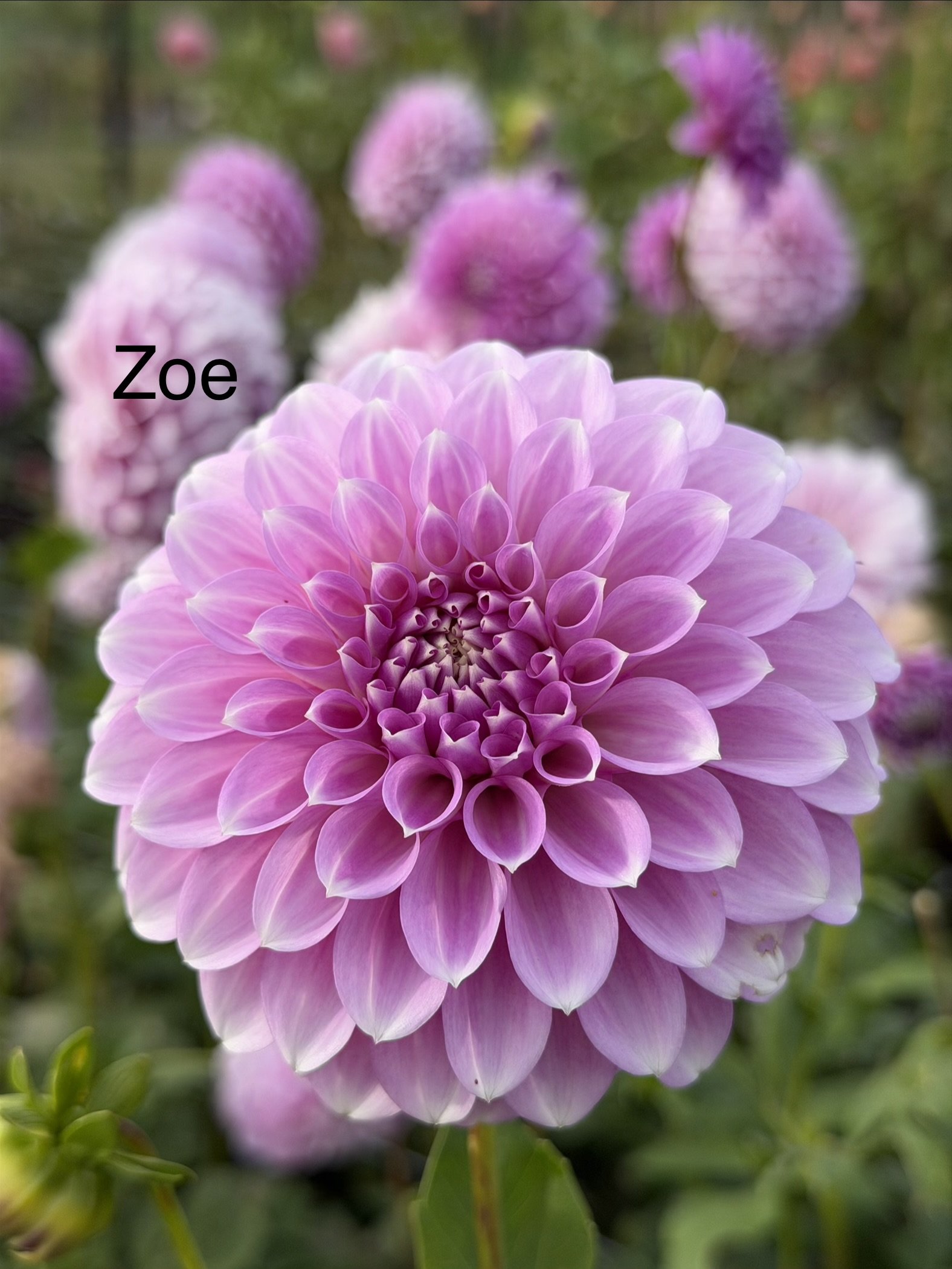 Coorabell Zoe