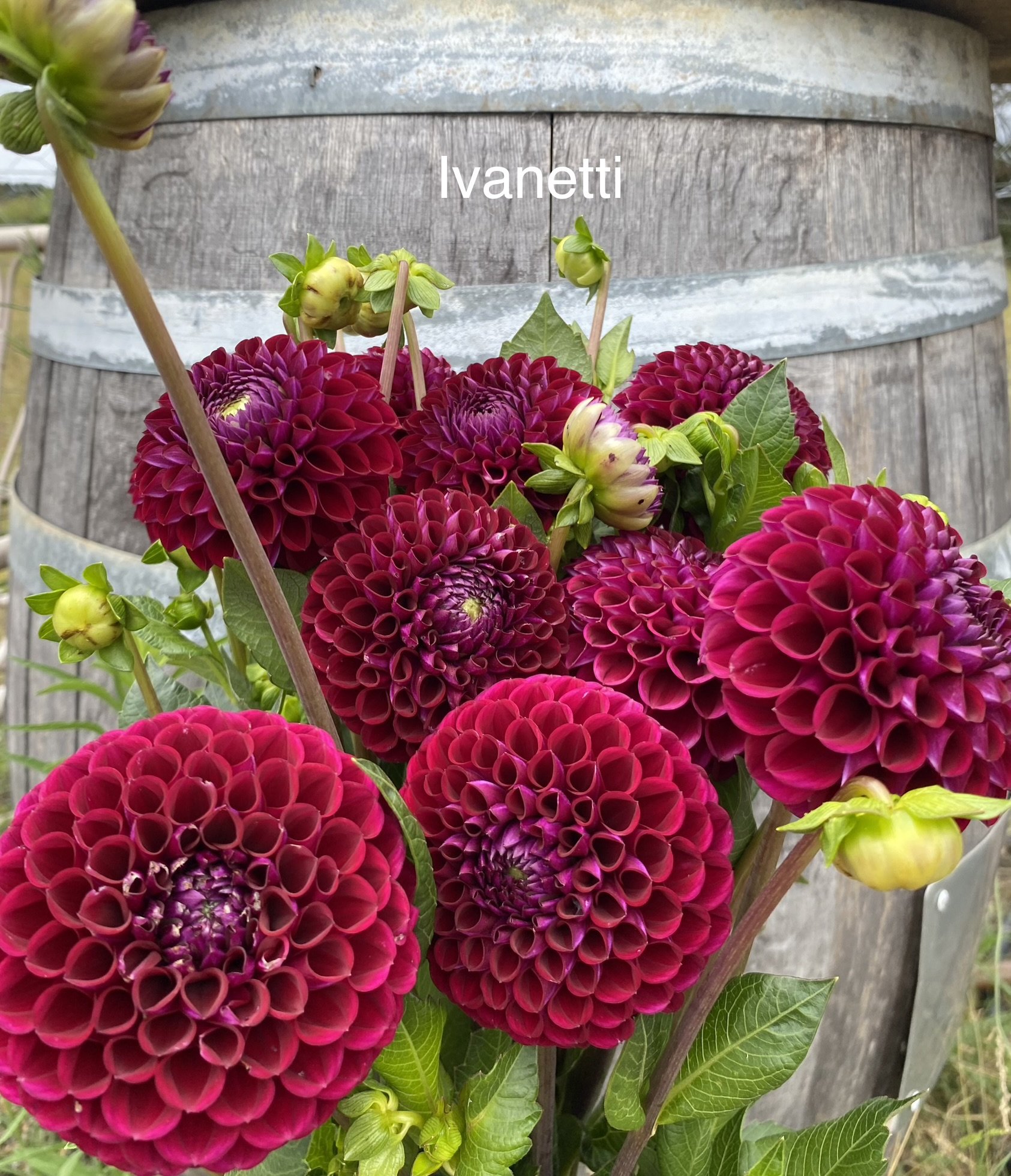 Ivanetti