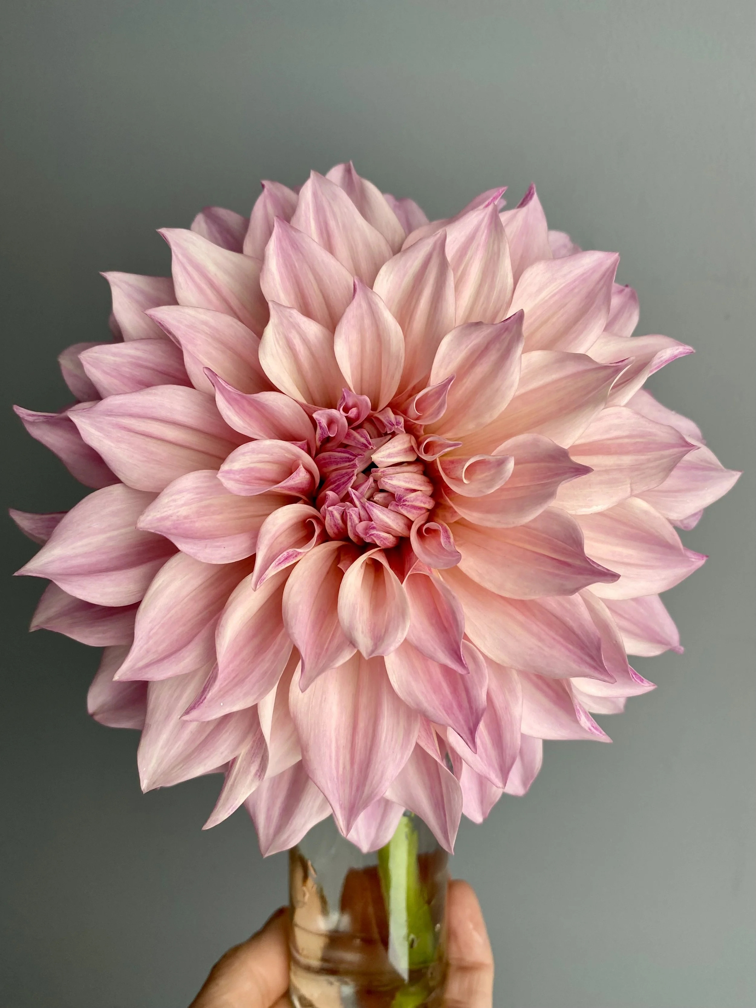 Florelie Antique
