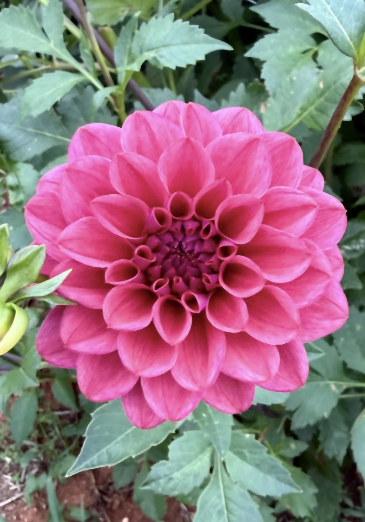 Dusty Rose