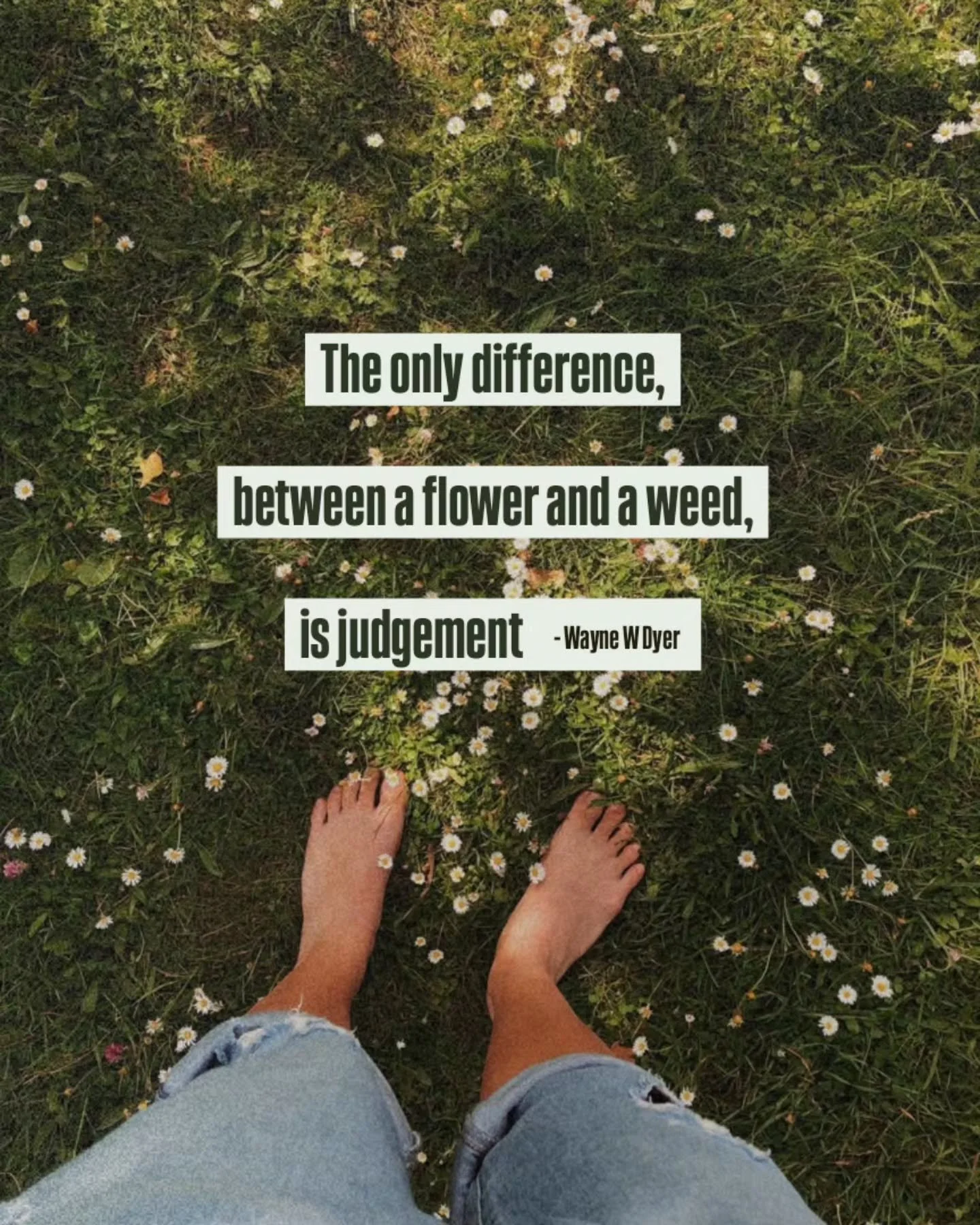 It really is our perception of life that shapes our experience ✨️

So many weeds, maybe all of them, have medicinal properties. You have to wonder when and why we were conditioned to believe they are bad and should be rid of. Anyway, not the main poi