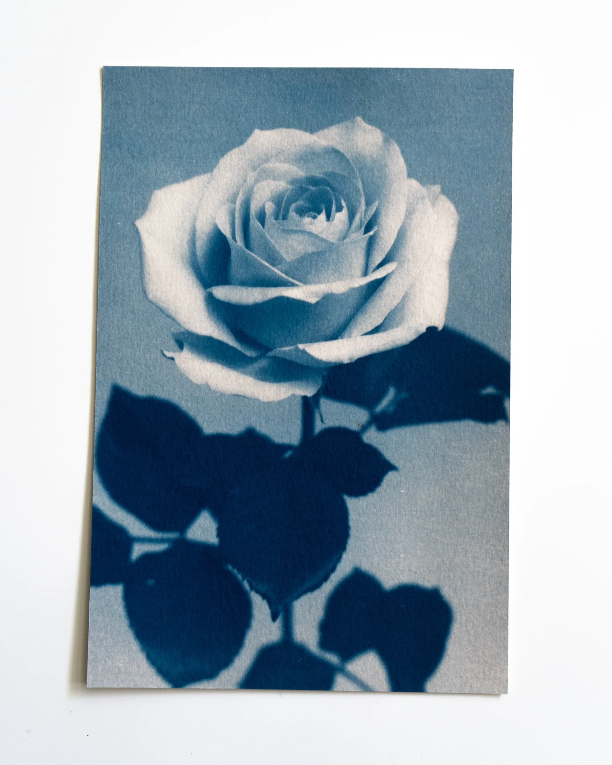 Ruusu 10,
Syanotypia värjätty hevonhierakalla,
13x19,5cm / leikatut reunat,
55€