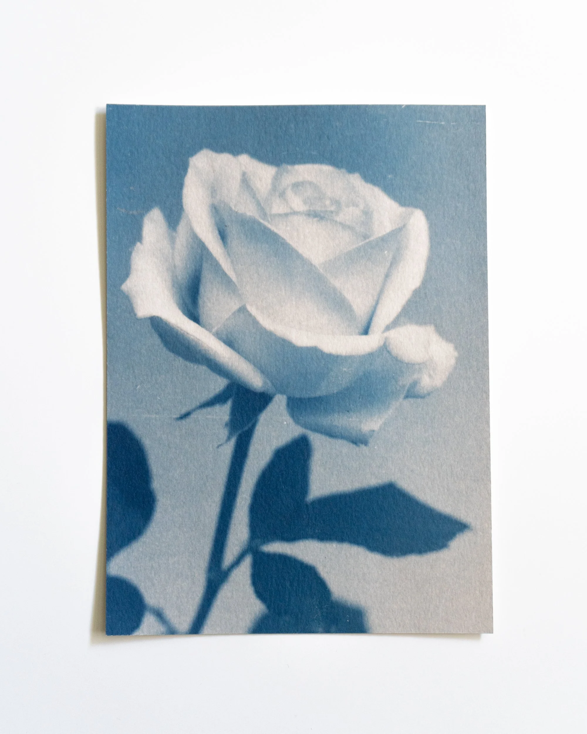 Ruusu 21,
Syanotypia värjätty hevonhierakalla,
13x18 cm / leikatut reunat,
55€