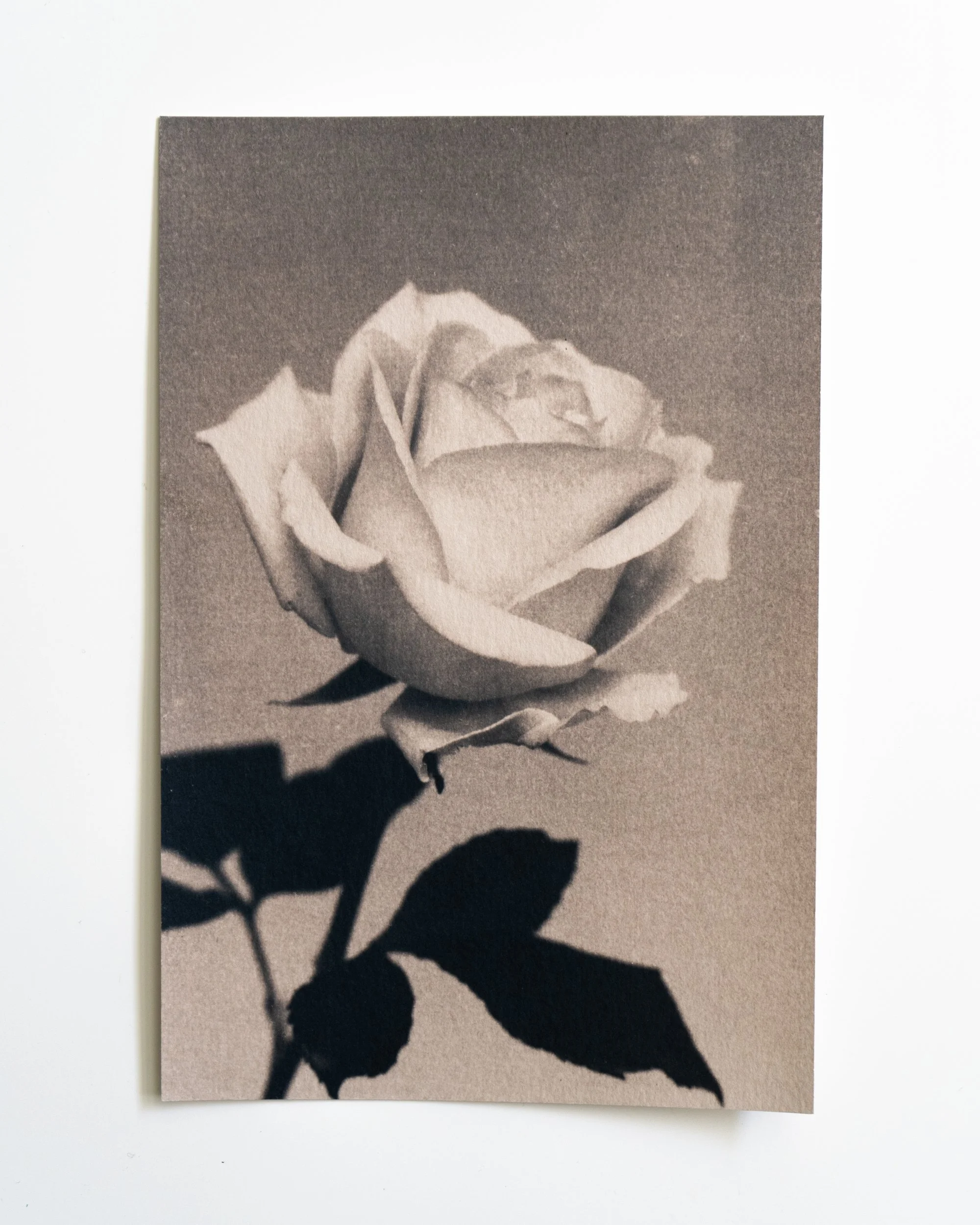 Ruusu 31,
Syanotypia värjätty tammenterholla,
13x19,5cm / leikatut reunat,
55€