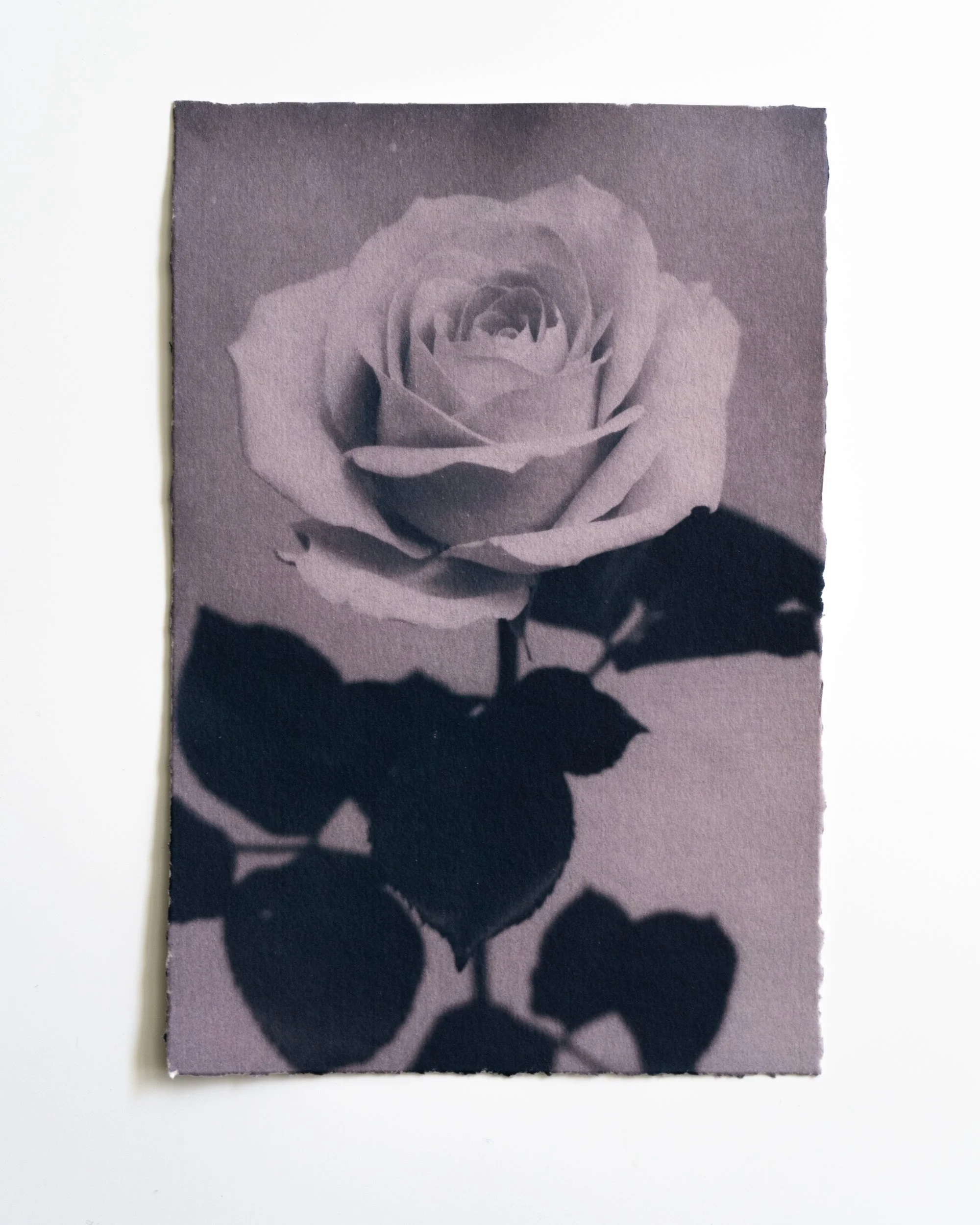 Ruusu 22,
Syanotypia värjätty värimataralla,
13x19,5cm / revityt reunat,
55€