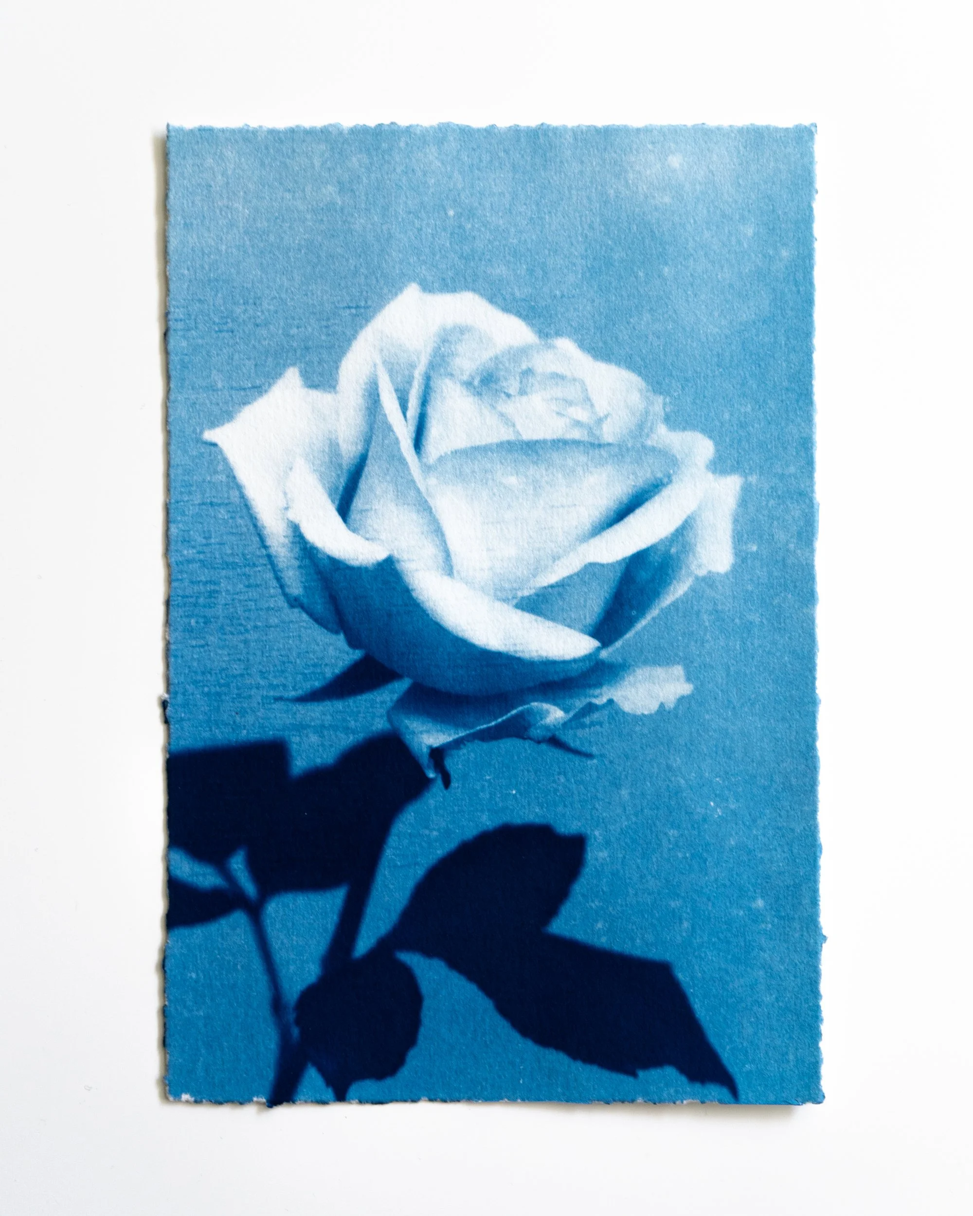 Ruusu 26,
Syanotypia, 
13x19,5cm / leikatut reunat,
40€