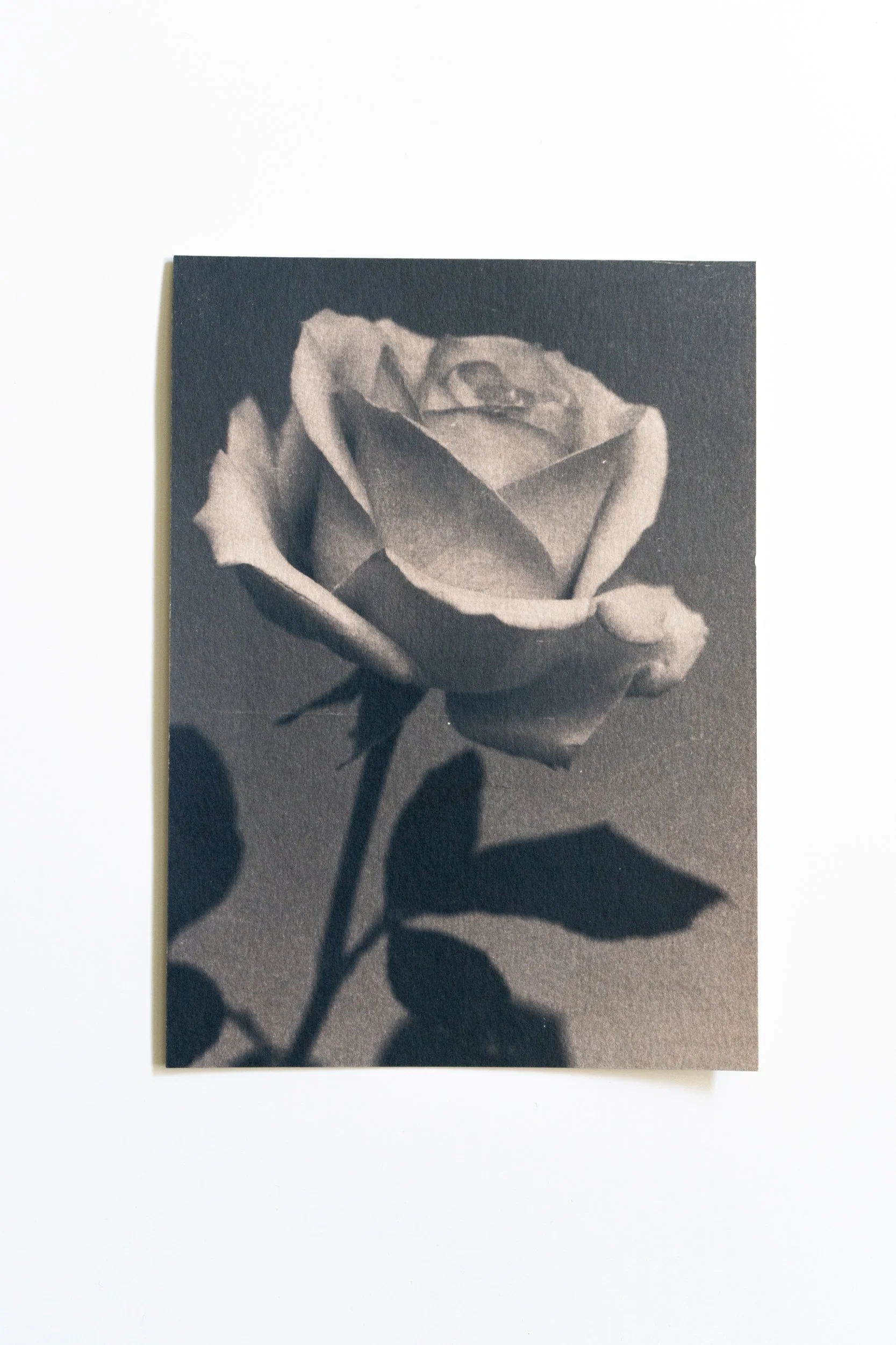 Ruusu 13,
Syanotypia värjätty tammenterholla,
13x18cm / leikatut reunat,
55€