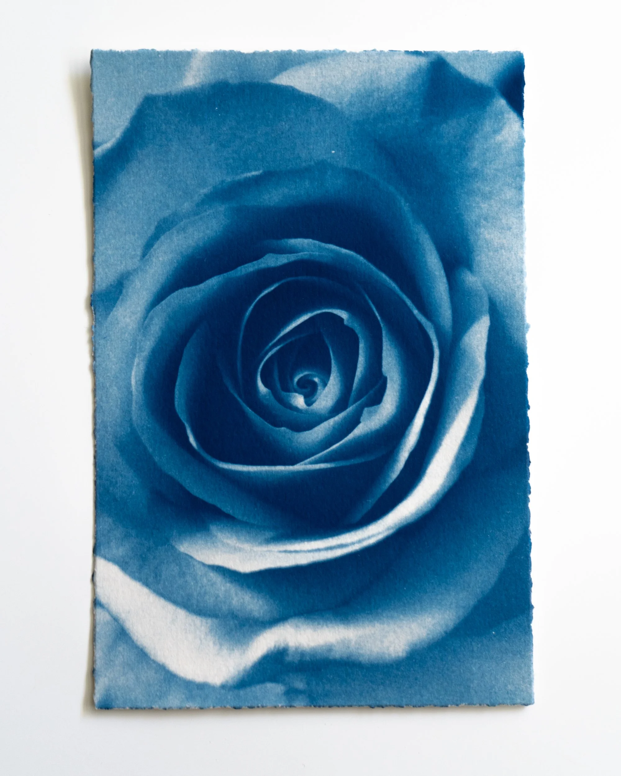 Ruusu 14,
Syanotypia värjätty hevonhierakalla,
13x19,5cm / leikatut reunat,
55€