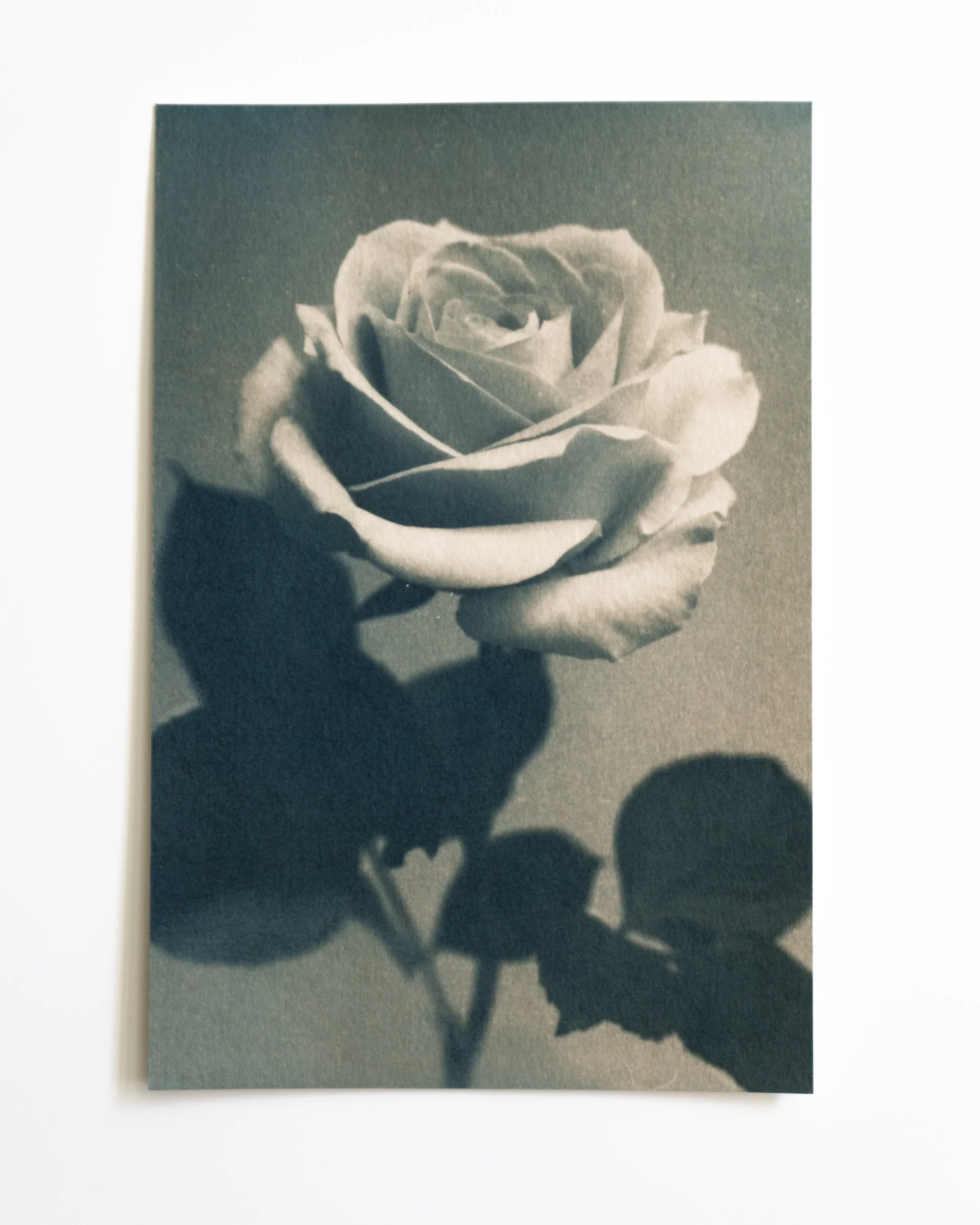 Ruusu 2,
Syanotypia värjätty moringalla,
13x19,5cm / leikatut reunat,
55€