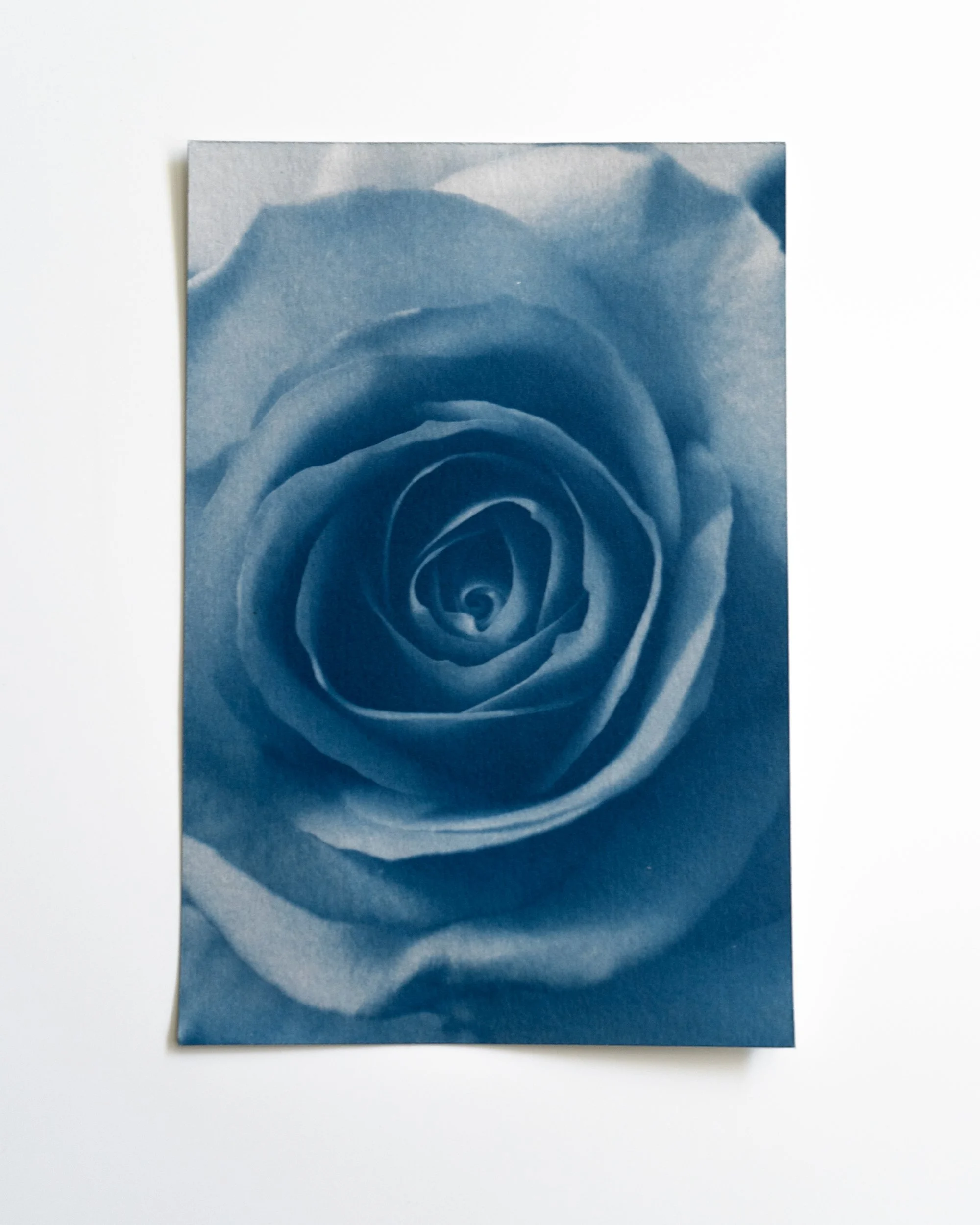 Ruusu 1,
Syanotypia värjätty hevonhierakalla,
13x18cm / revityt reunat,
55€