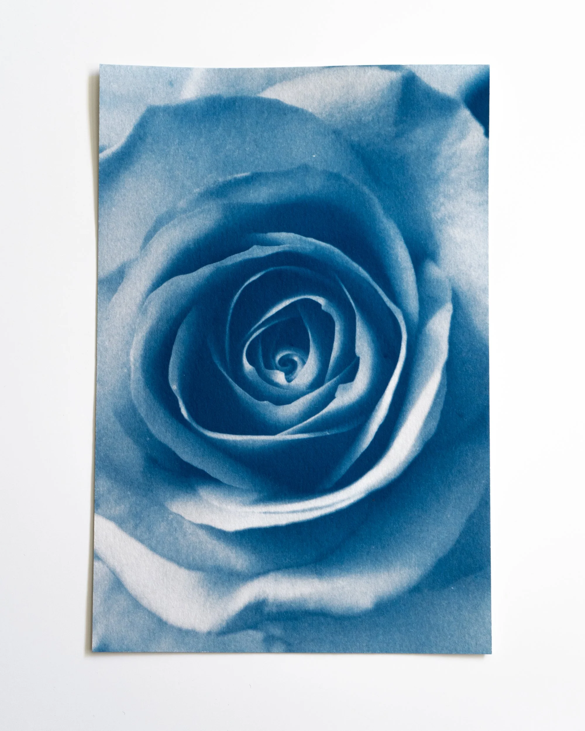 Ruusu 20,
Syanotypia värjätty hevonhierakalla,
13x19,5cm / leikatut reunat,
55€