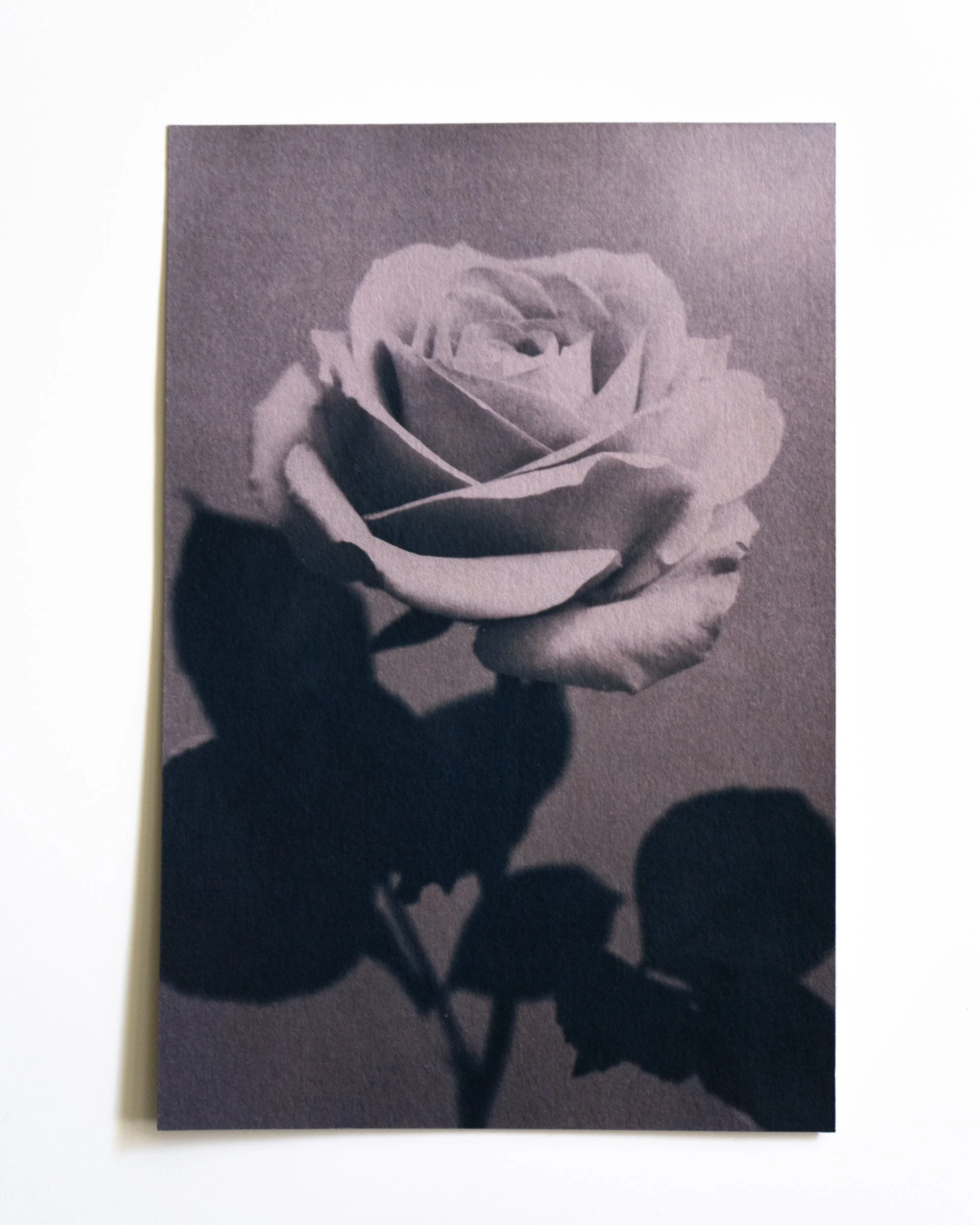 Ruusu 25,
Syanotypia värjätty värimataralla,
13x19,5cm / leikatut reunat,
55€