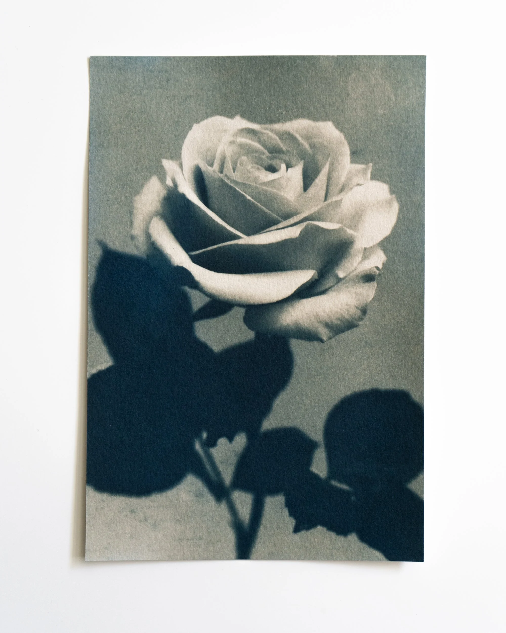 Ruusu 18,
Syanotypia värjätty moringalla,
13x19,5cm / leikatut reunat,
55€
