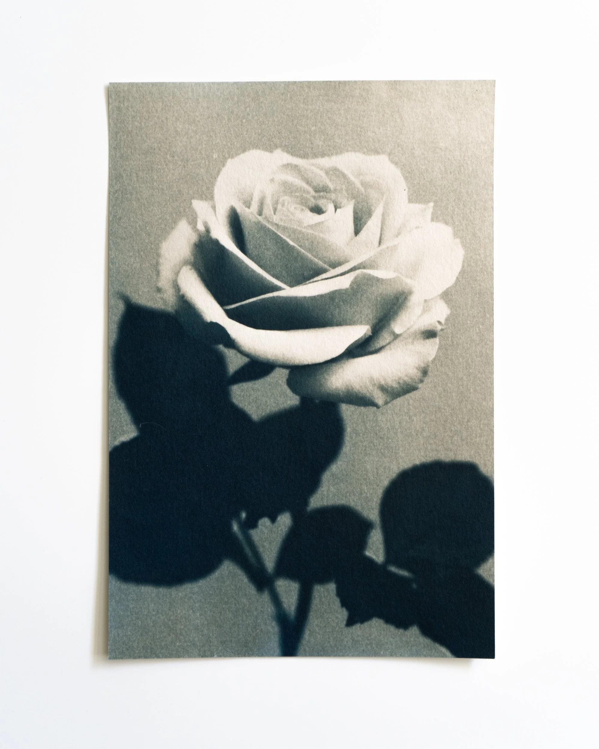 Ruusu 27,
Syanotypia värjätty moringalla,
13x19,5cm / leikatut reunat,
55€