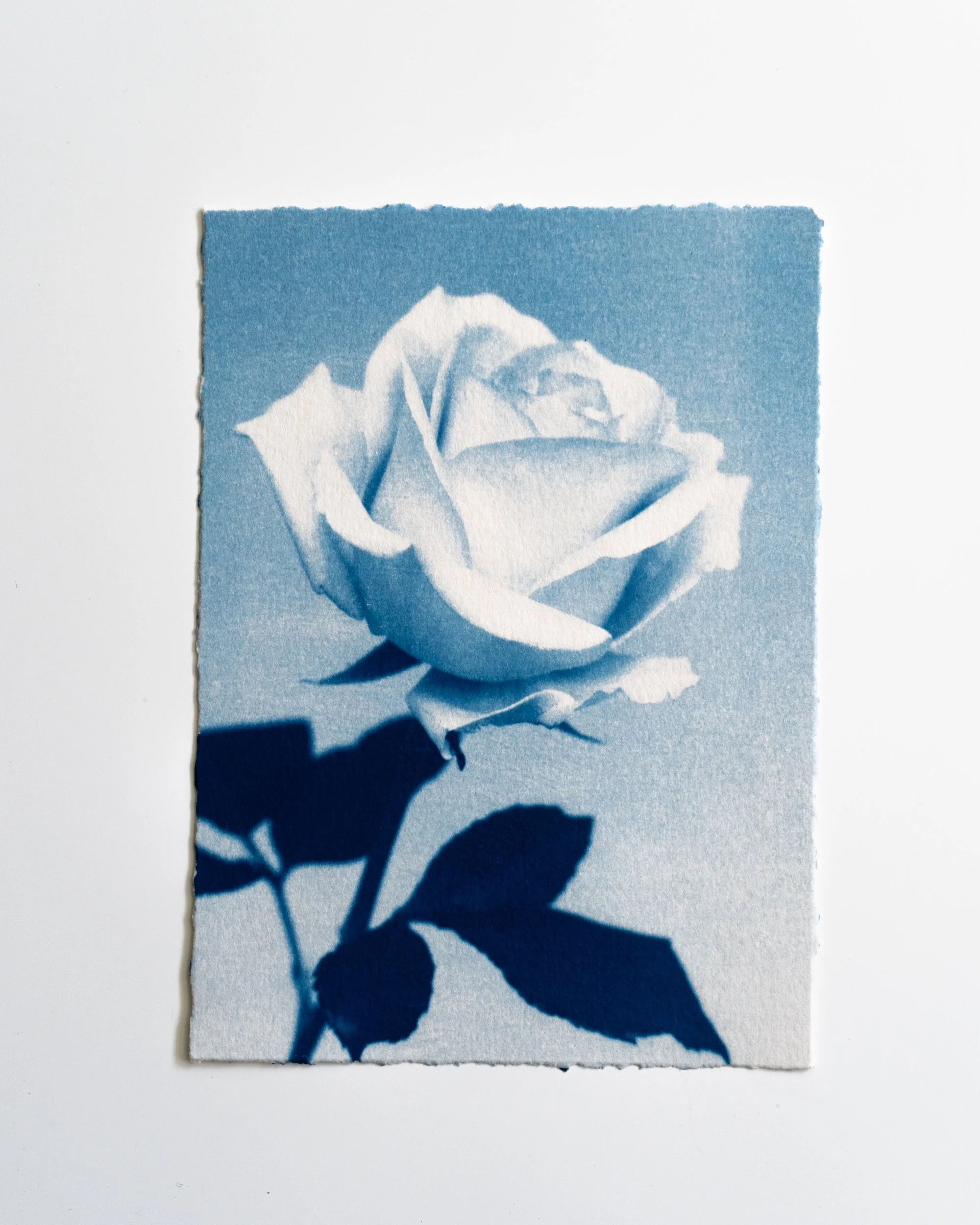 Ruusu 17,
Syanotypia, 
13x18cm / revityt reunat,
40€
