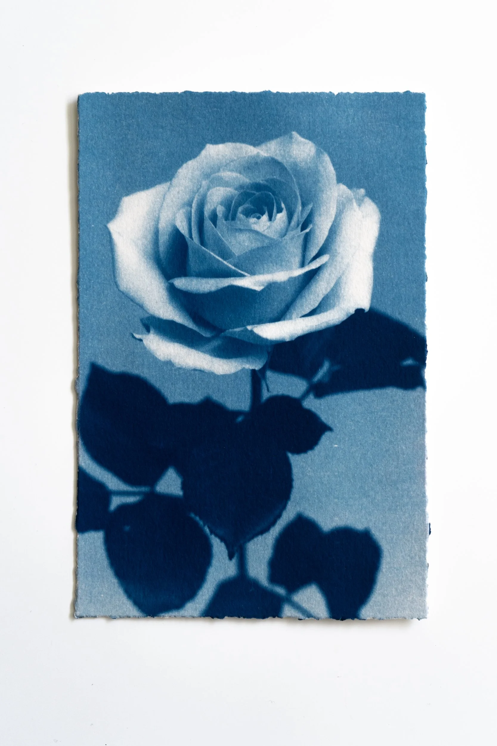 Ruusu 32,
Syanotypia, 
13x19,5cm / leikatut reunat,
40€