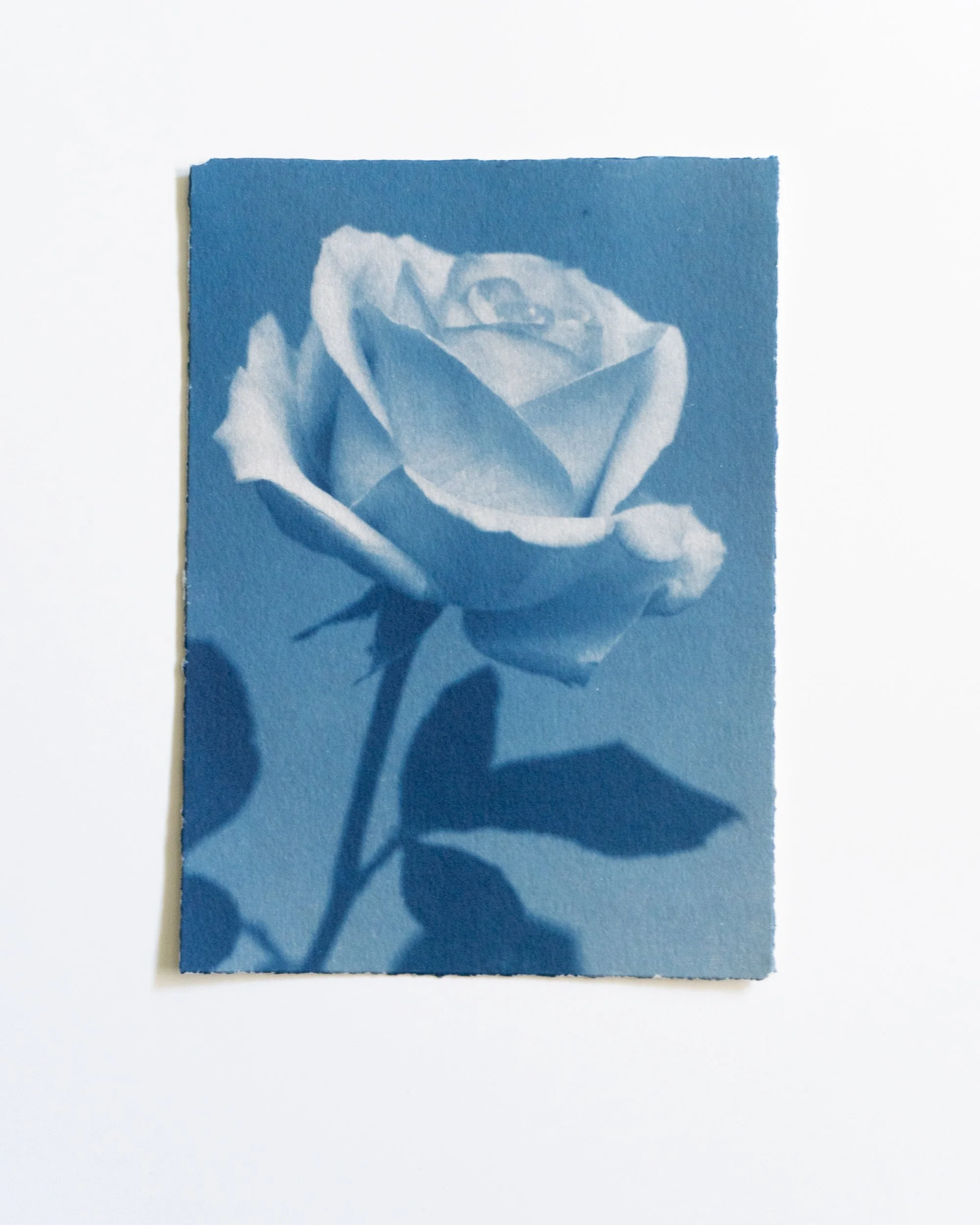 Ruusu 9,
Syanotypia värjätty hevonhierakalla,
13x18 cm / lrevityt reunat,
55€