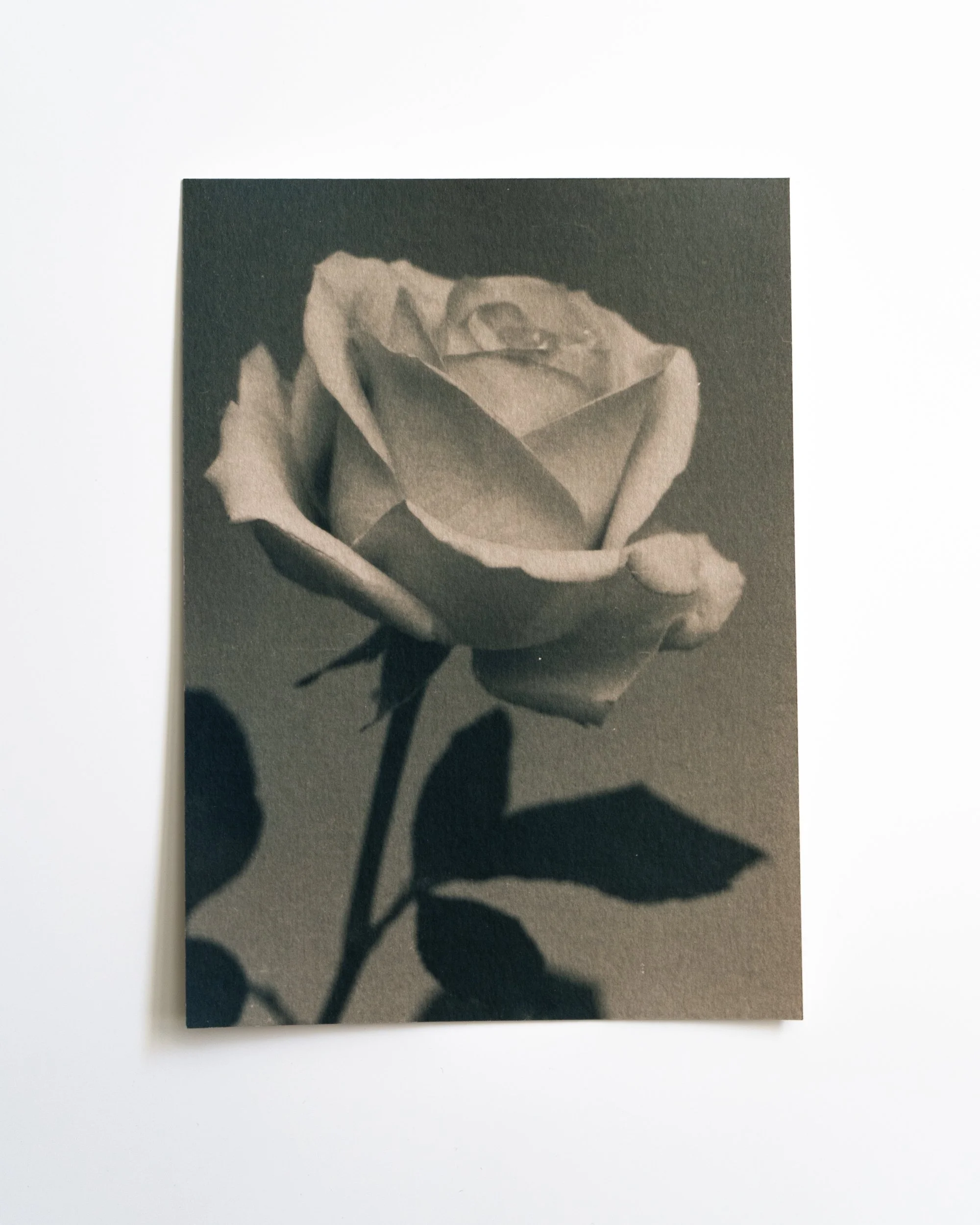 Ruusu 7,
Syanotypia värjätty moringalla,
13x18 cm / leikatut reunat,
55€