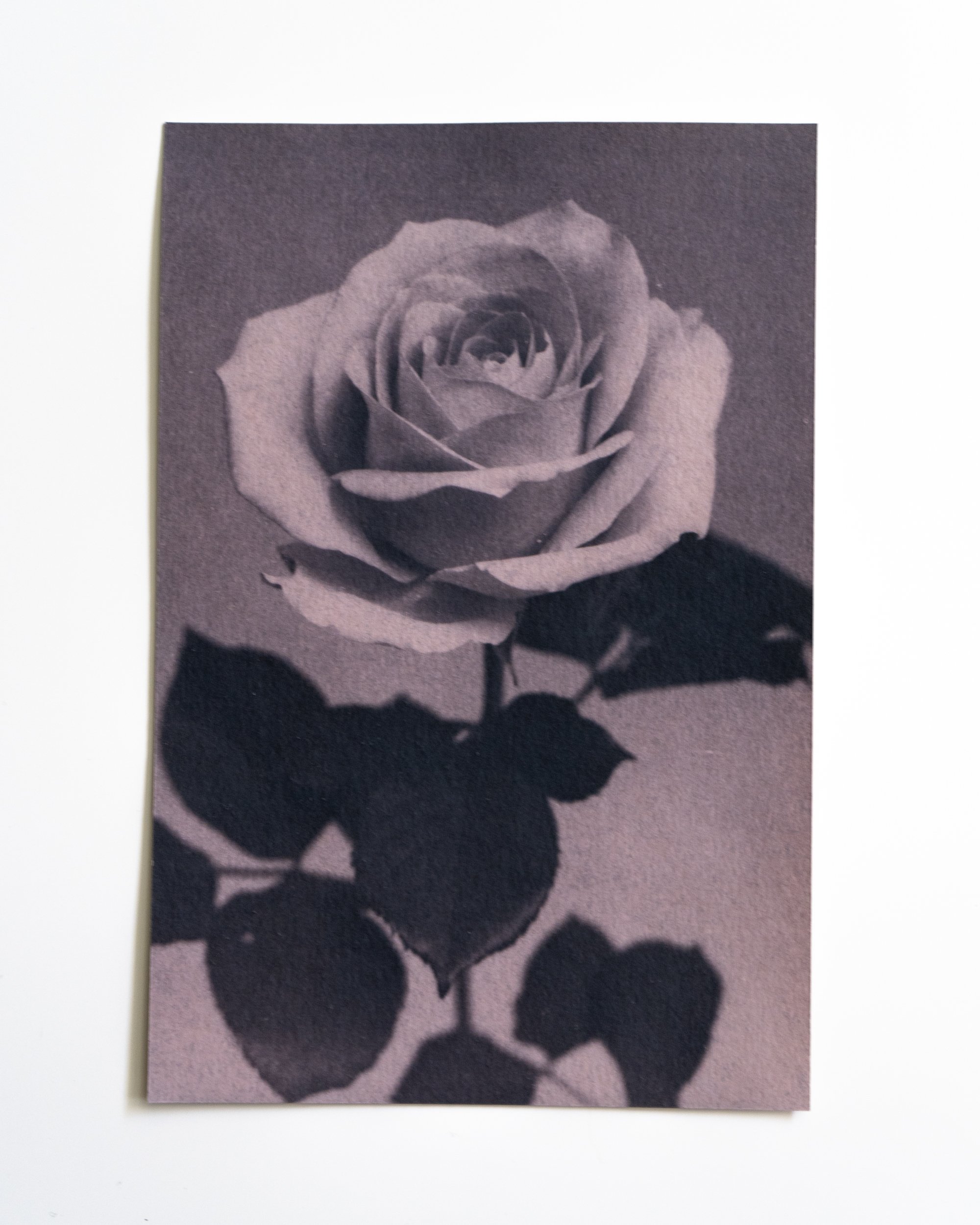 Ruusu 3,
Syanotypia värjätty värimataralla,
13x19,5cm / leikatut reunat,
55€