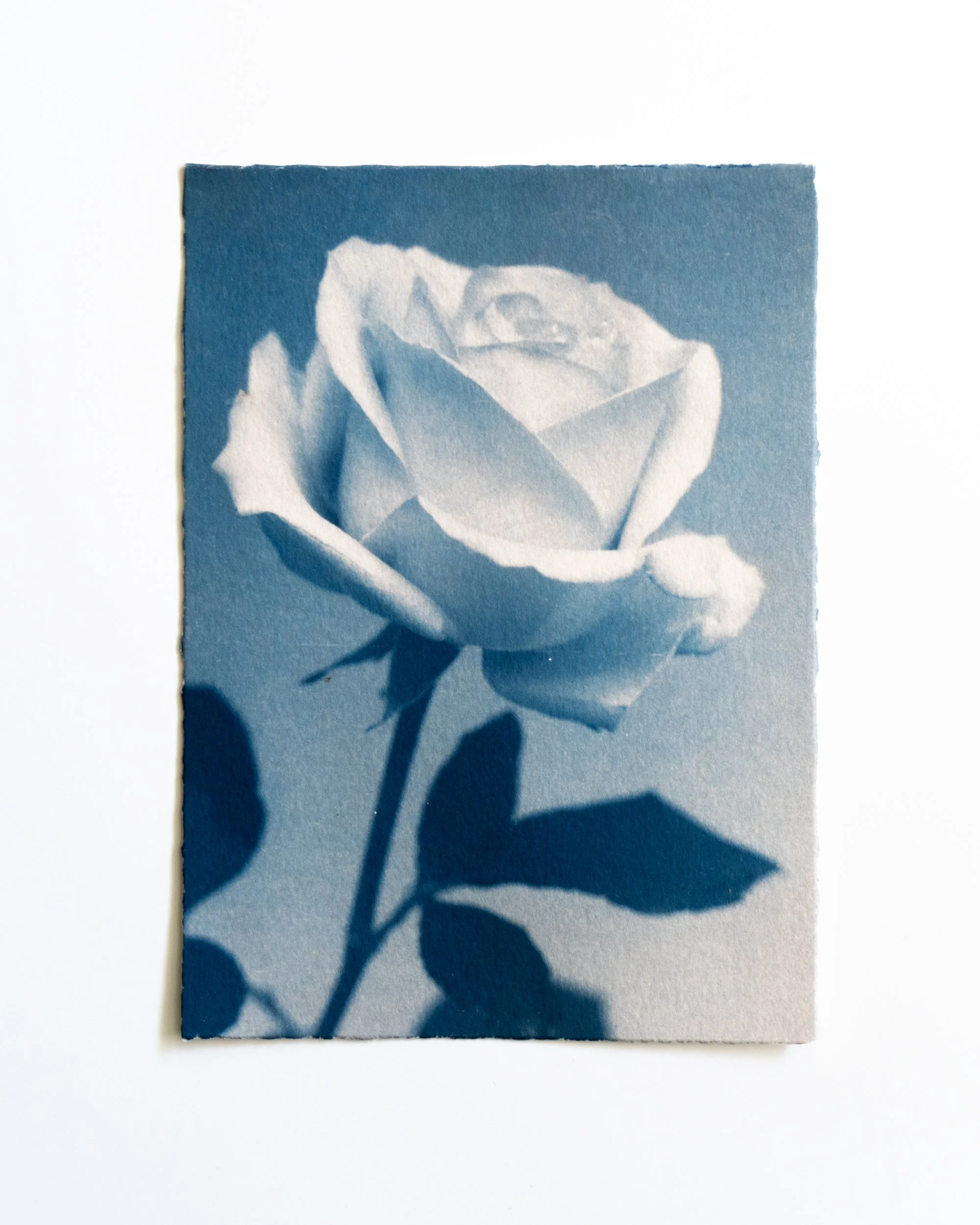 Ruusu 4,
Syanotypia, 
13x18cm / revityt reunat,
40€