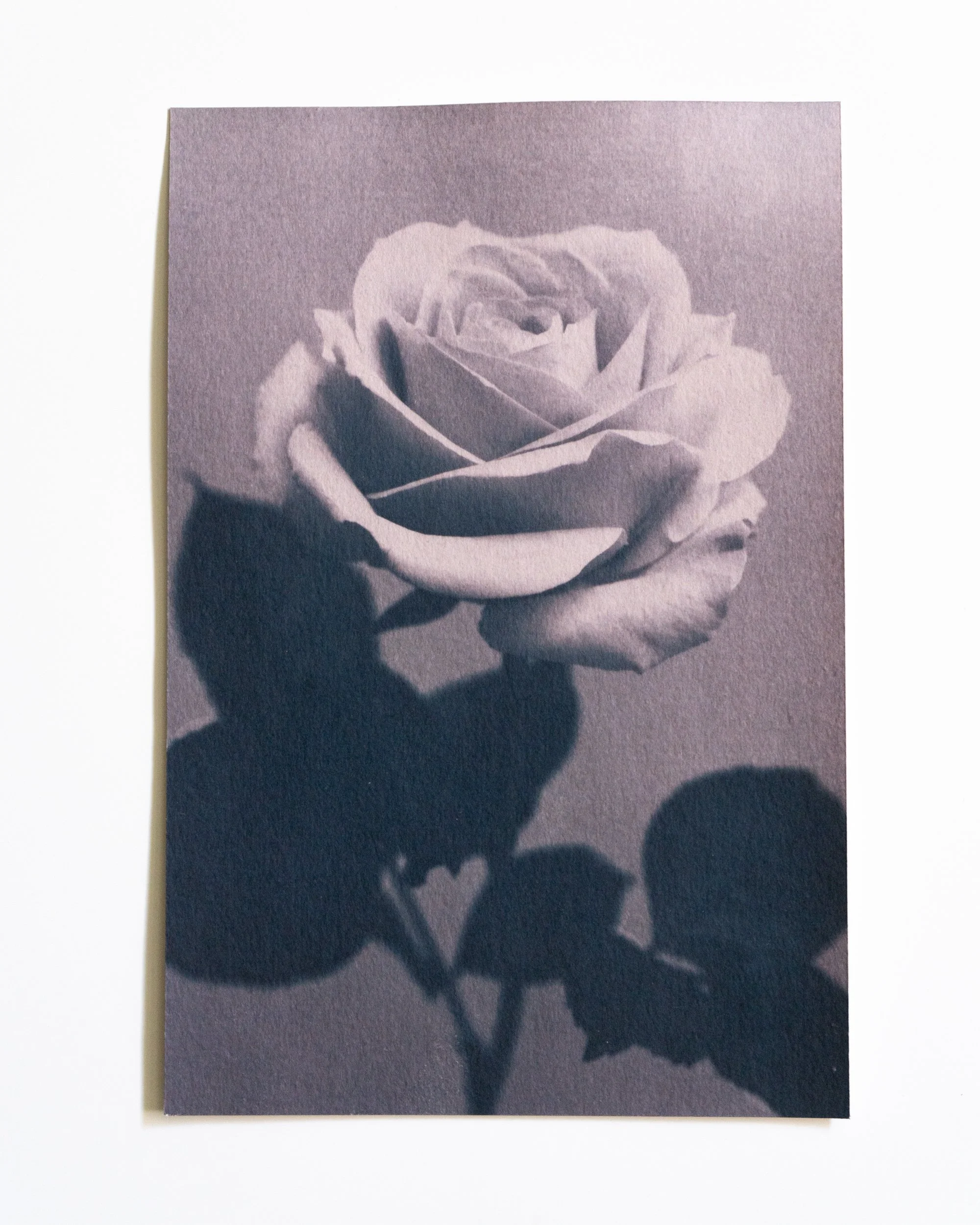 Ruusu 16,
Syanotypia värjätty värimataralla,
13x19,5cm / leikatut reunat,
55€