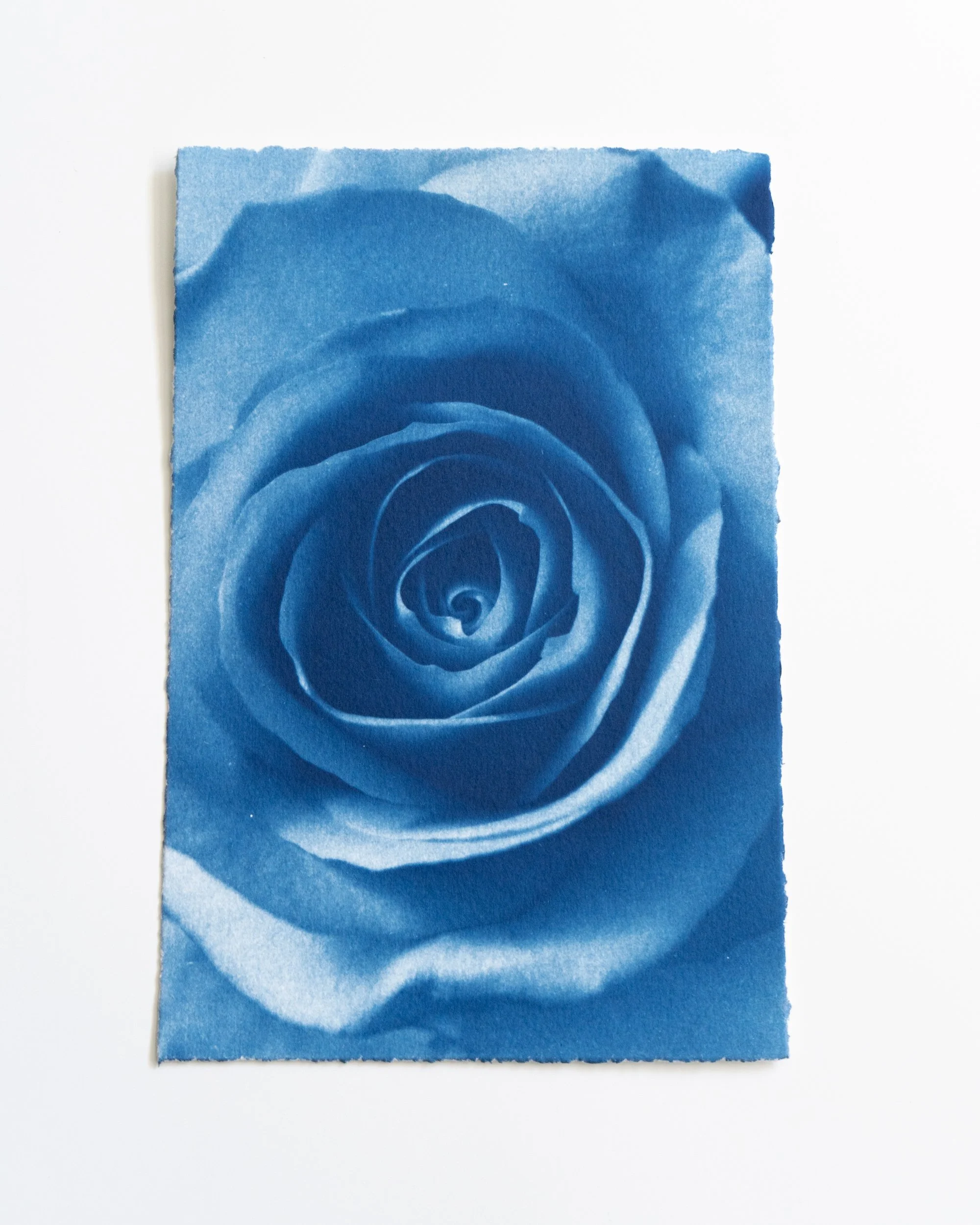 Ruusu 8,
Syanotypia, 
13x19,5cm / revityt reunat,
40€