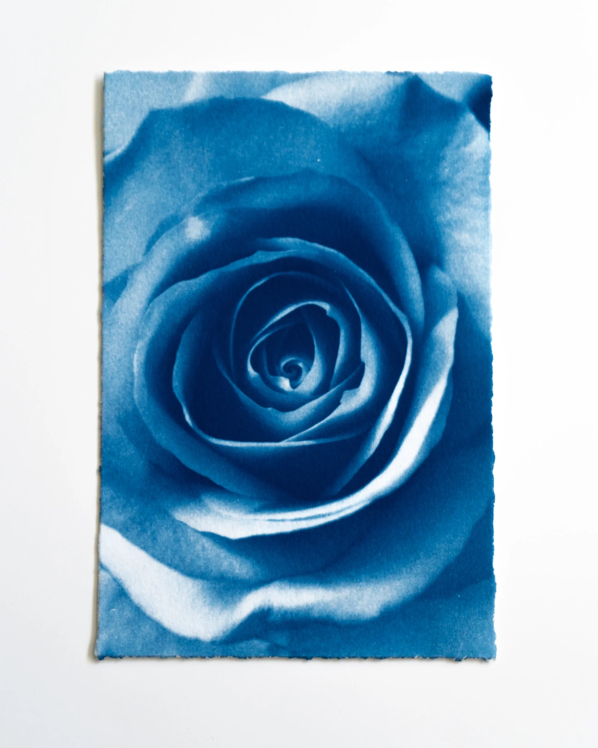 Ruusu 34,
Syanotypia, 
13x19,5cm / revityt reunat,
40€