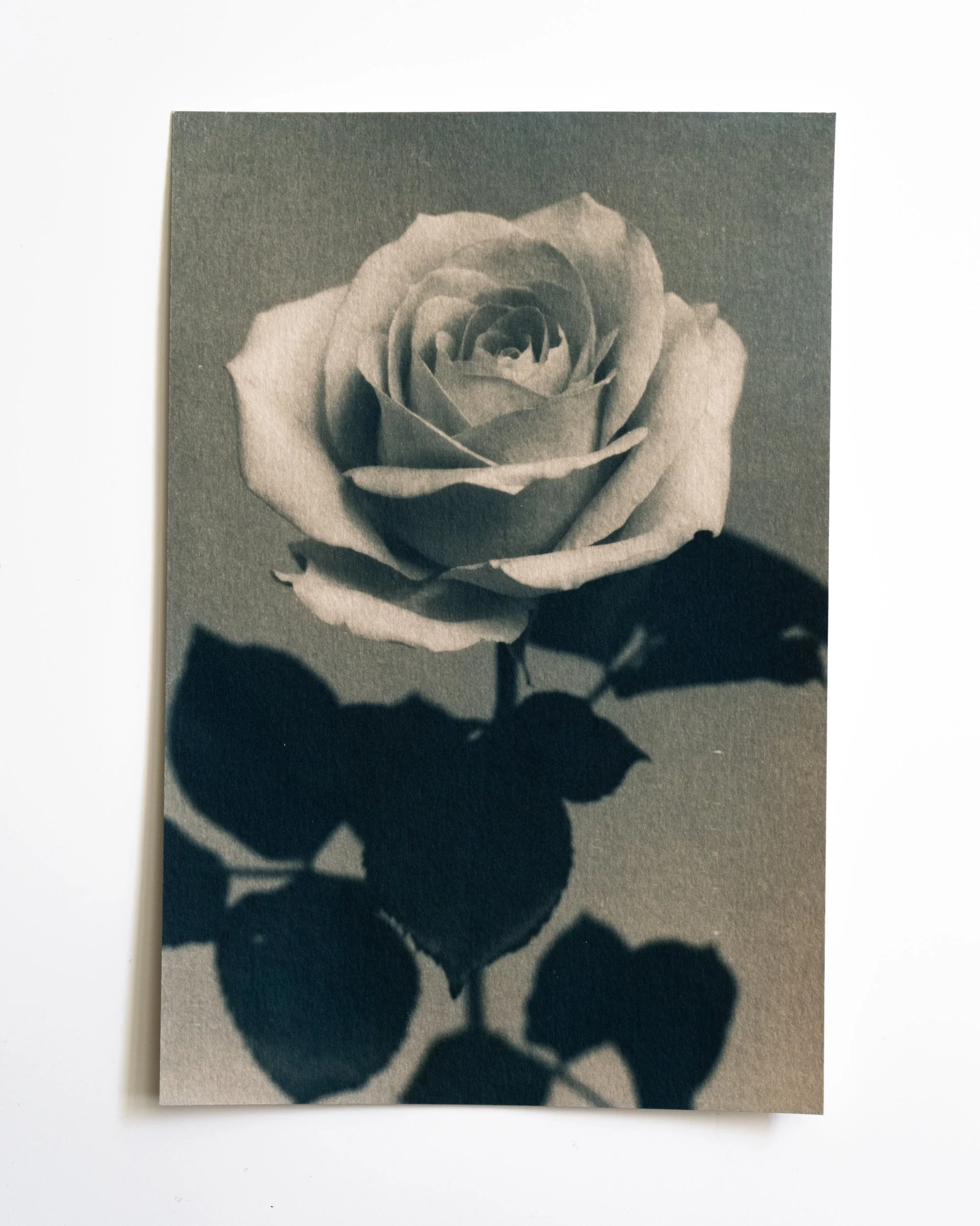 Ruusu 29,
Syanotypia värjätty moringalla,
13x19,5cm / leikatut reunat,
55€