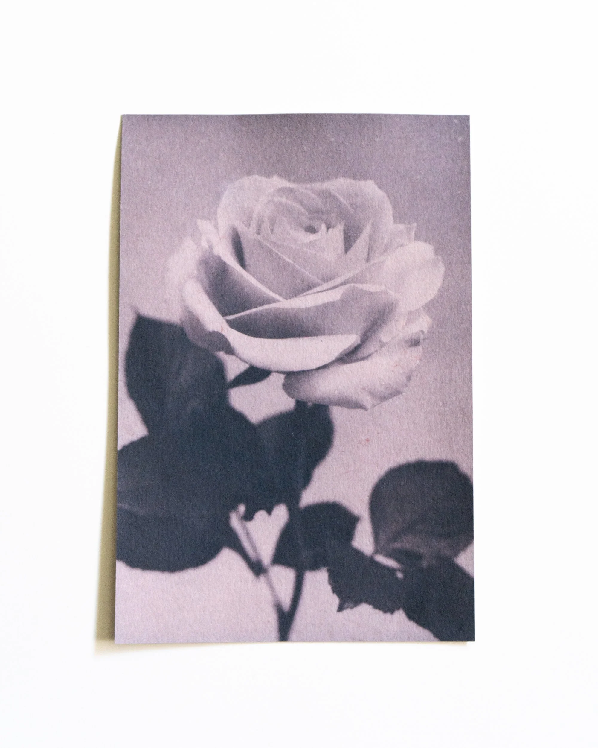 Ruusu 11,
Syanotypia värjätty värimataralla,
13x19,5cm / leikatut reunat,
55€