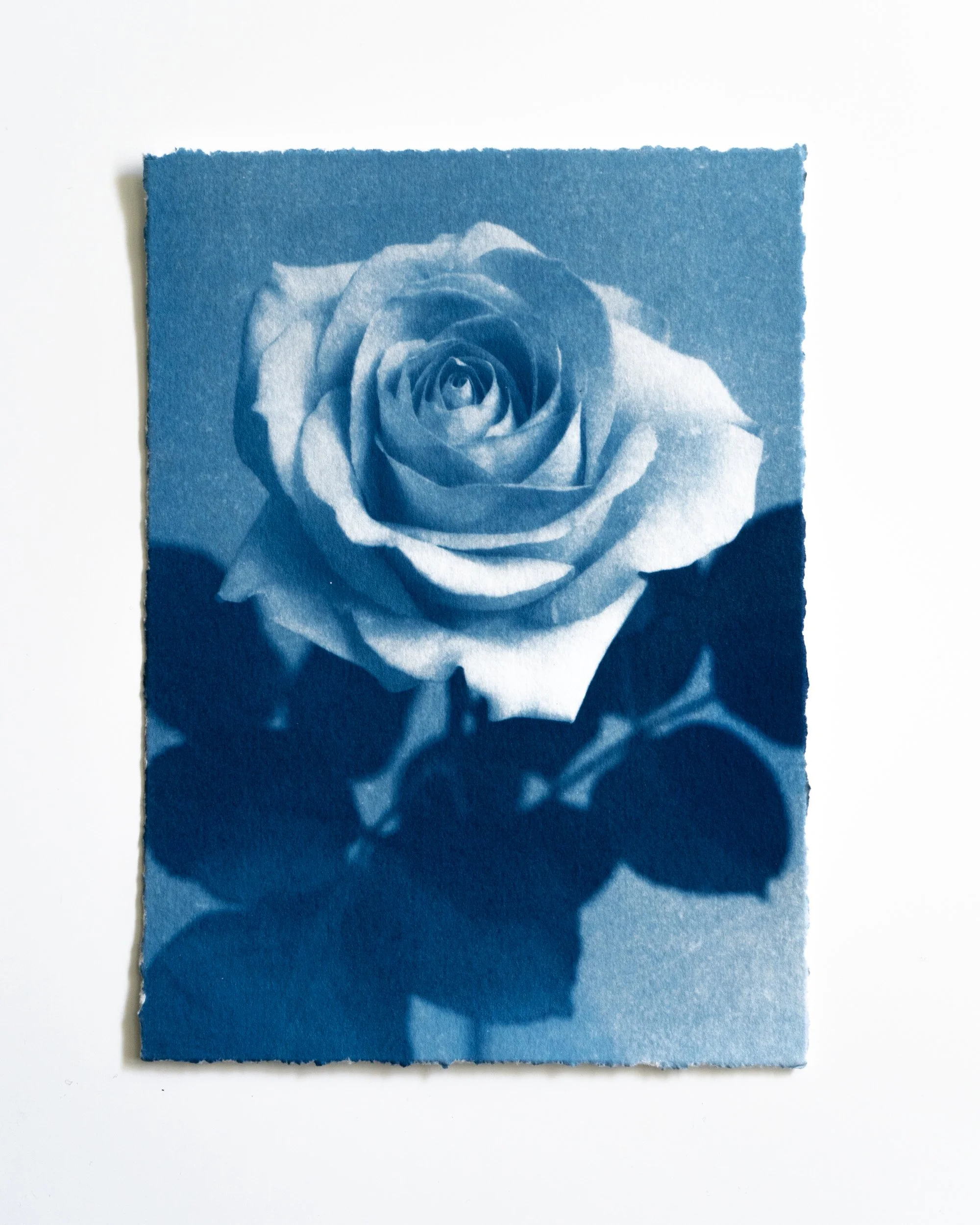 Ruusu 30,
Syanotypia, 
13x18 cm / leikatut reunat,
40€