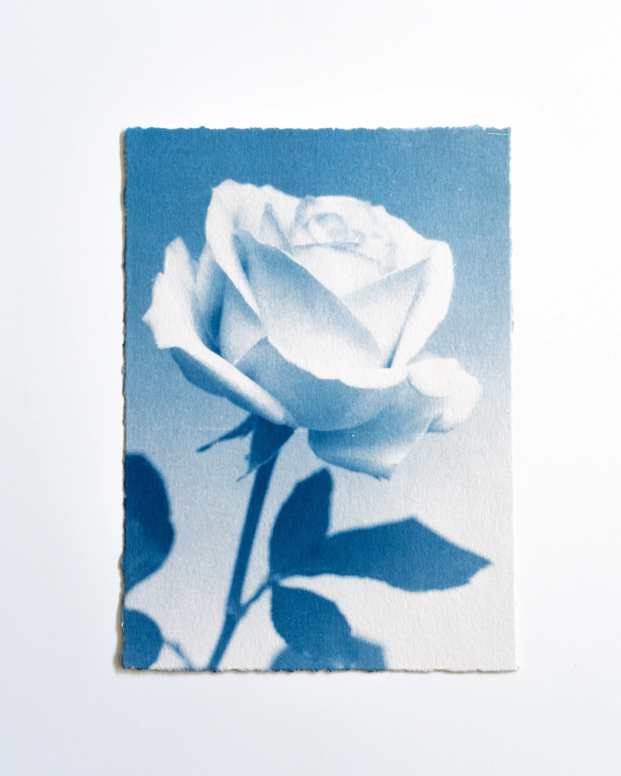 Ruusu 23,
Syanotypia värjätty hevonhierakalla,
13x18 cm / revityt reunat,
55€