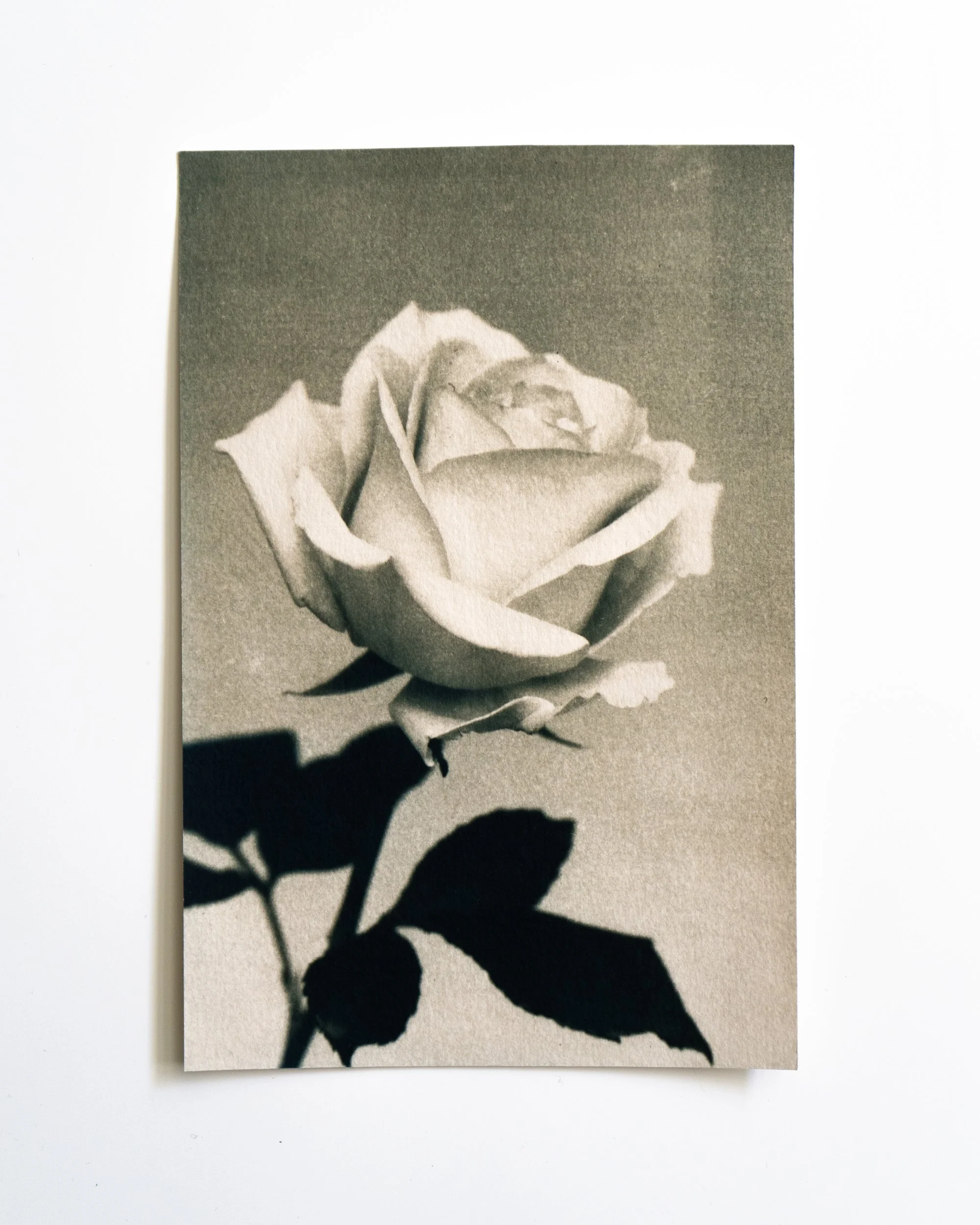 Ruusu 33,
Syanotypia värjätty moringalla,
13x19,5cm / leikatut reunat,
55€